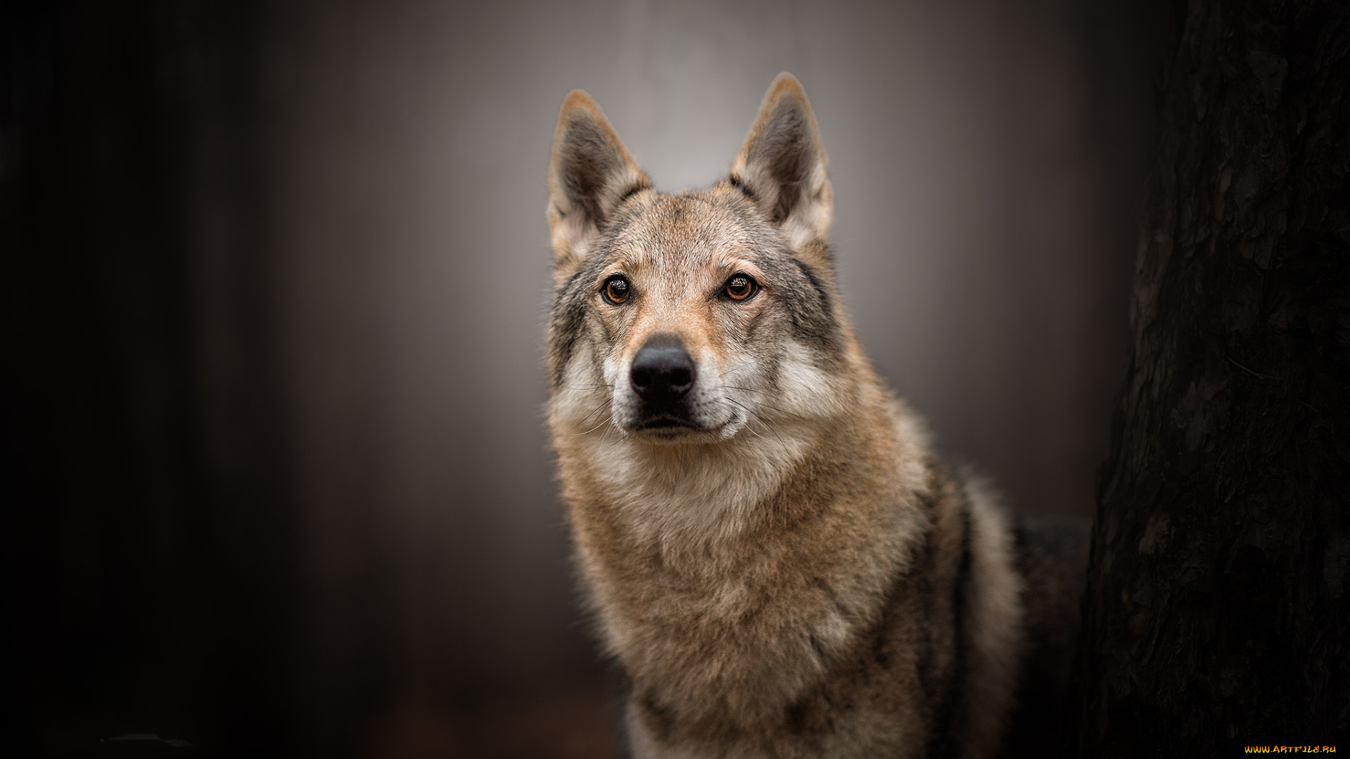 животные, собаки, пес