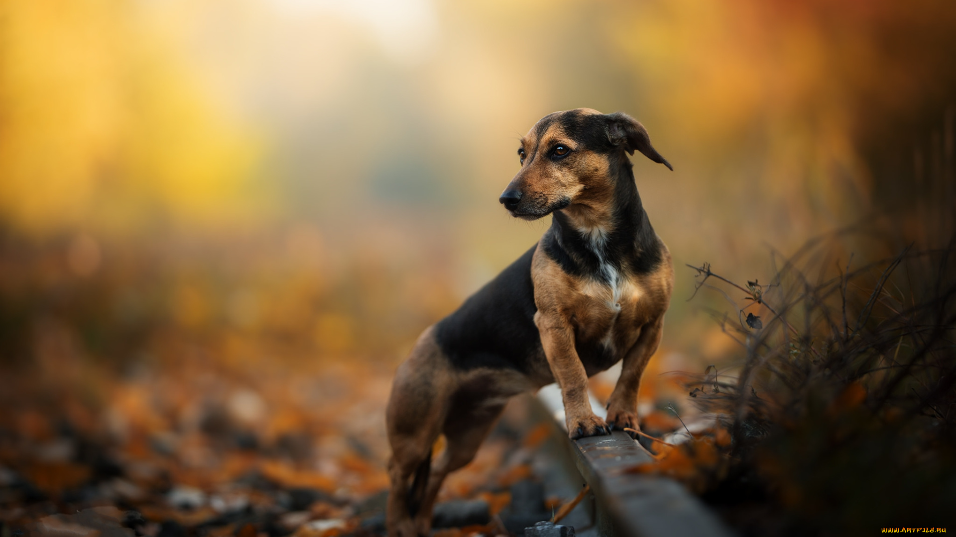 животные, собаки, пес