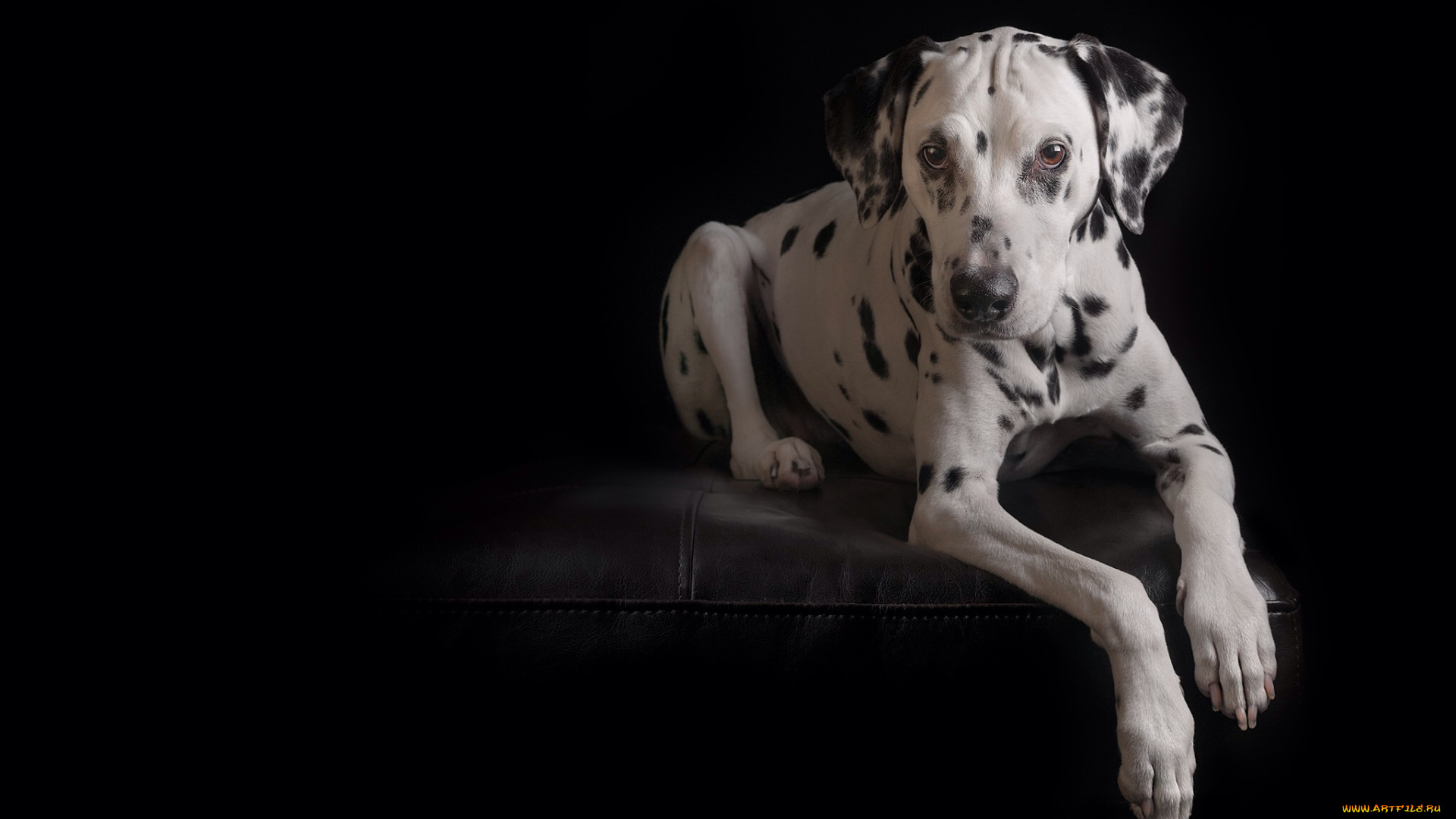 животные, собаки, пес