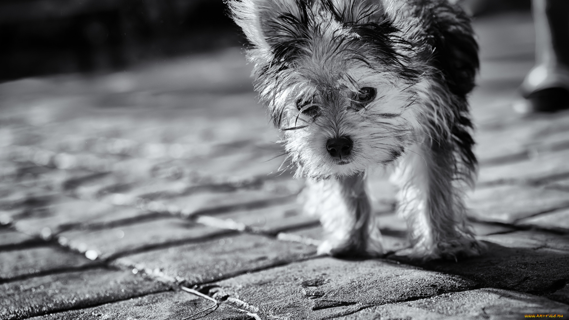 животные, собаки, собака