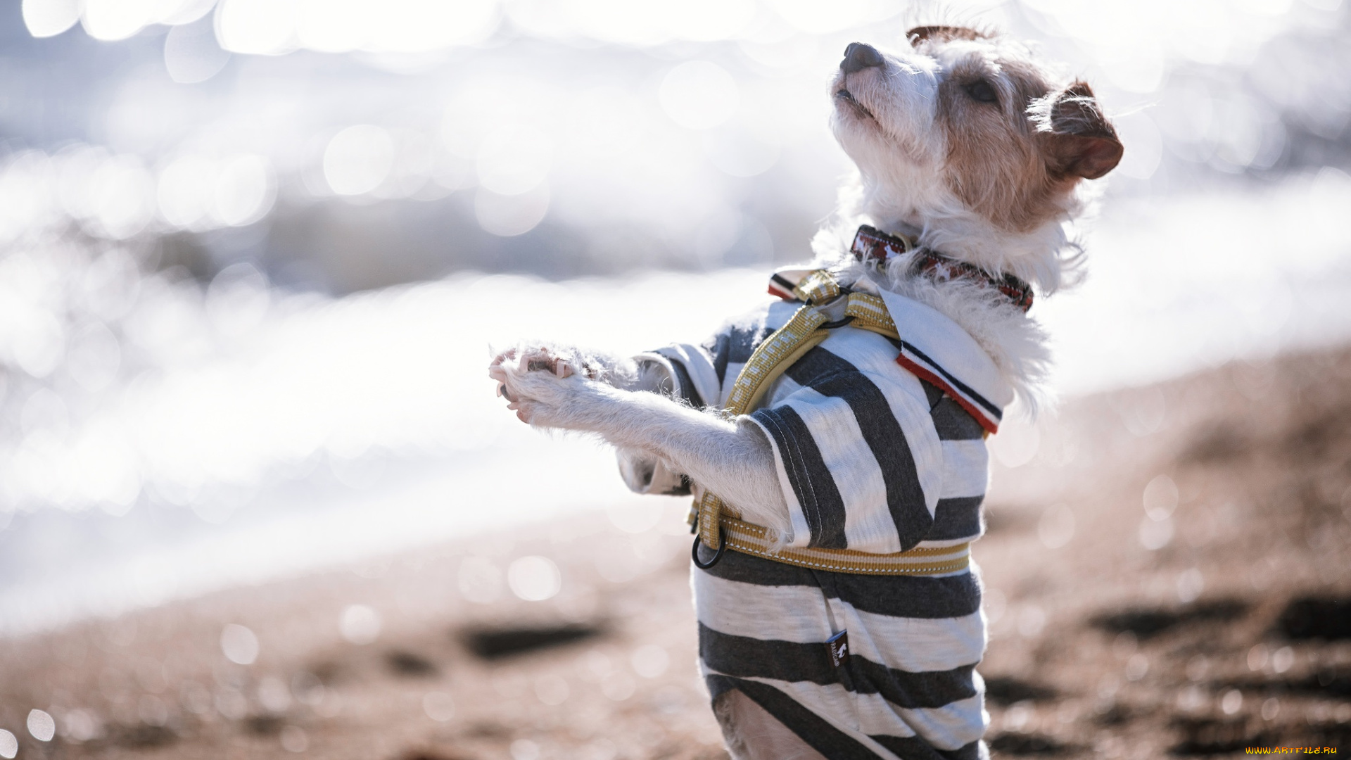 животные, собаки, стойка, собака, друг