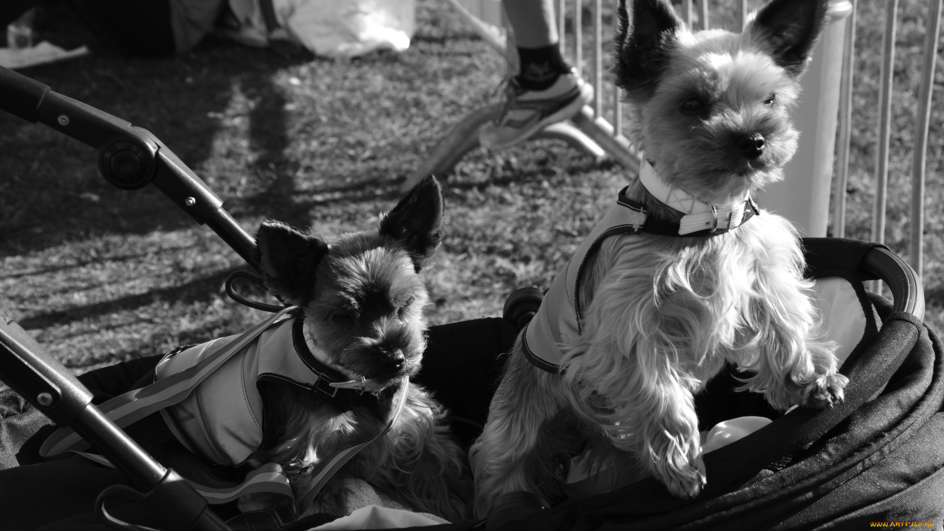 животные, собаки, взгляд