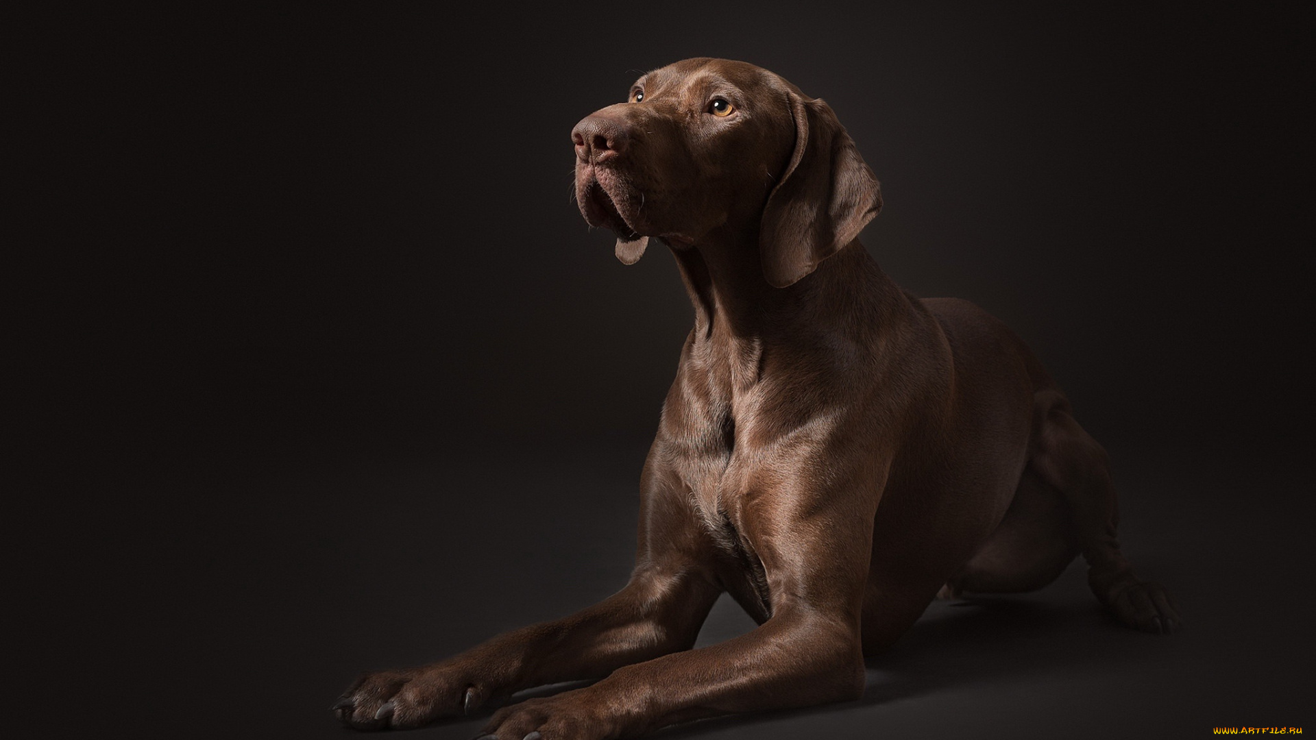 животные, собаки, взгляд, друг, собака