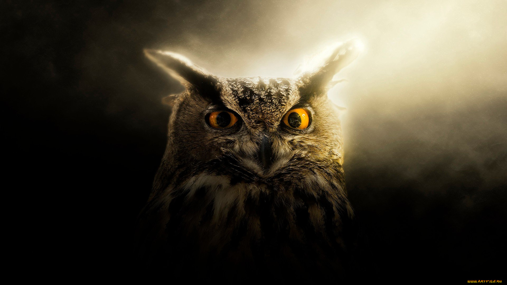 животные, совы, клюв, глаза, сова