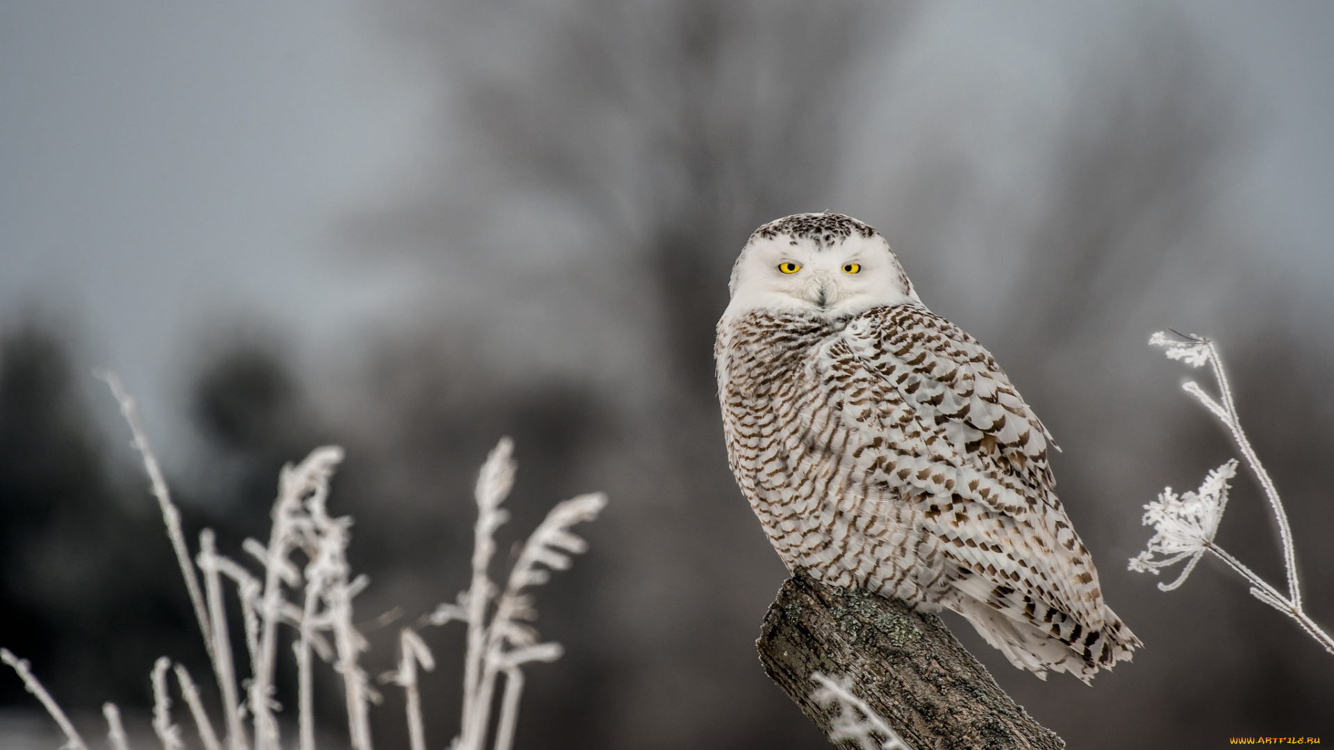 животные, совы, птица, сова, бревно