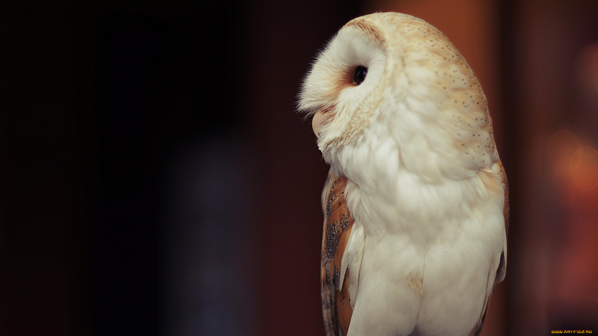 животные, совы, сова, сипуха
