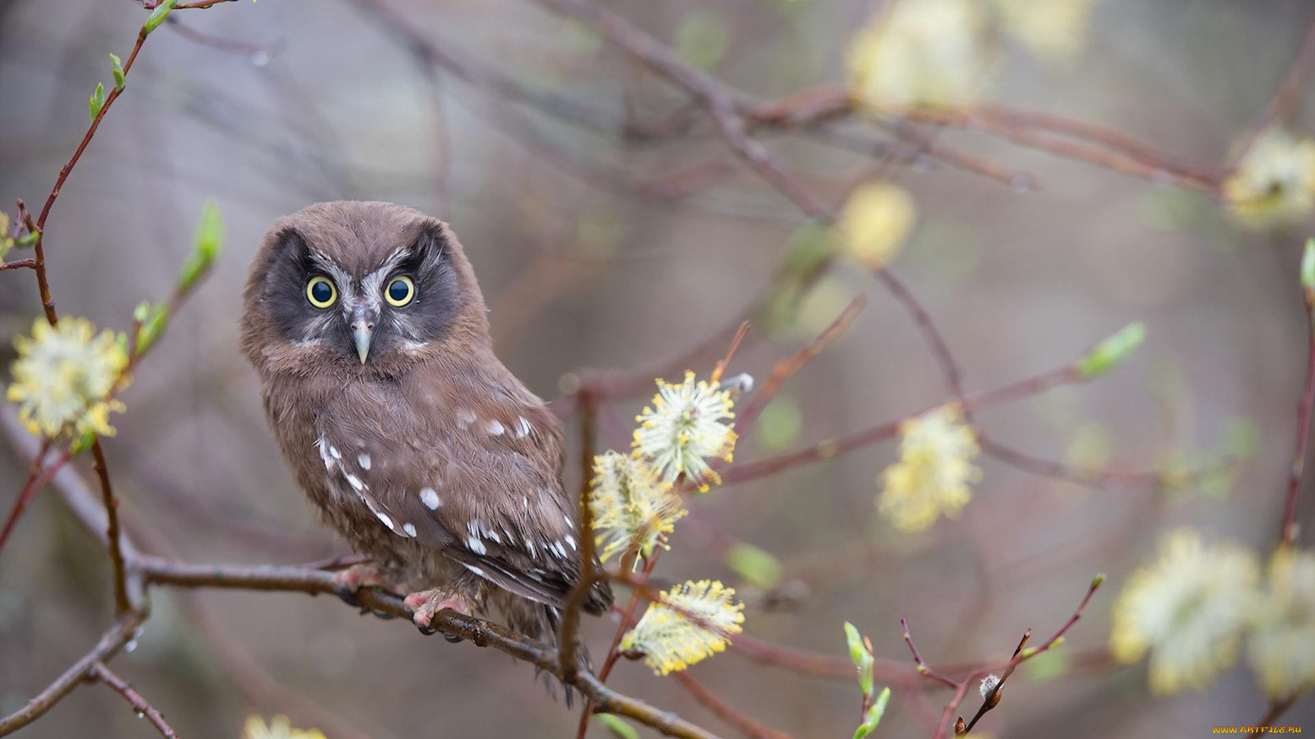 животные, совы, сова, ветки, весна, цветение, верба