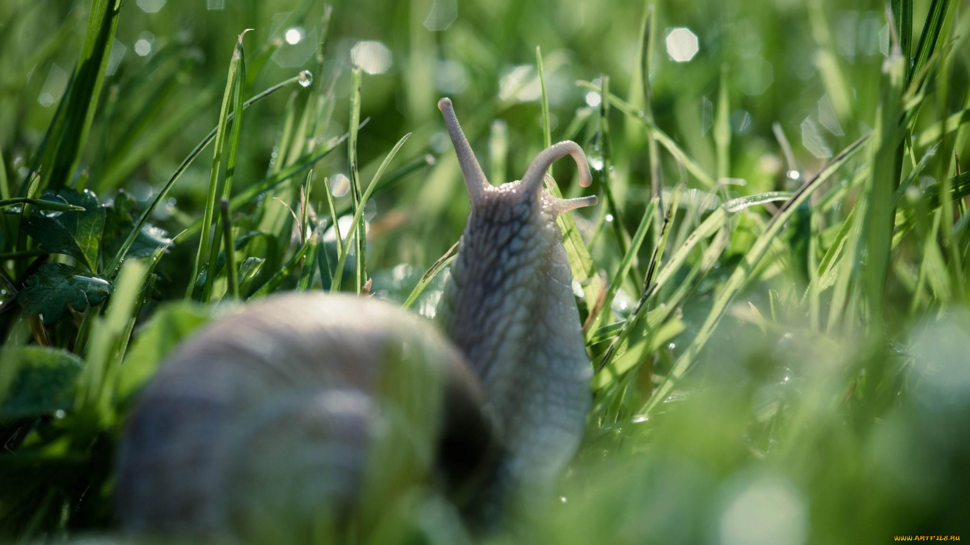 животные, улитки, улитка, трава, капли, роса