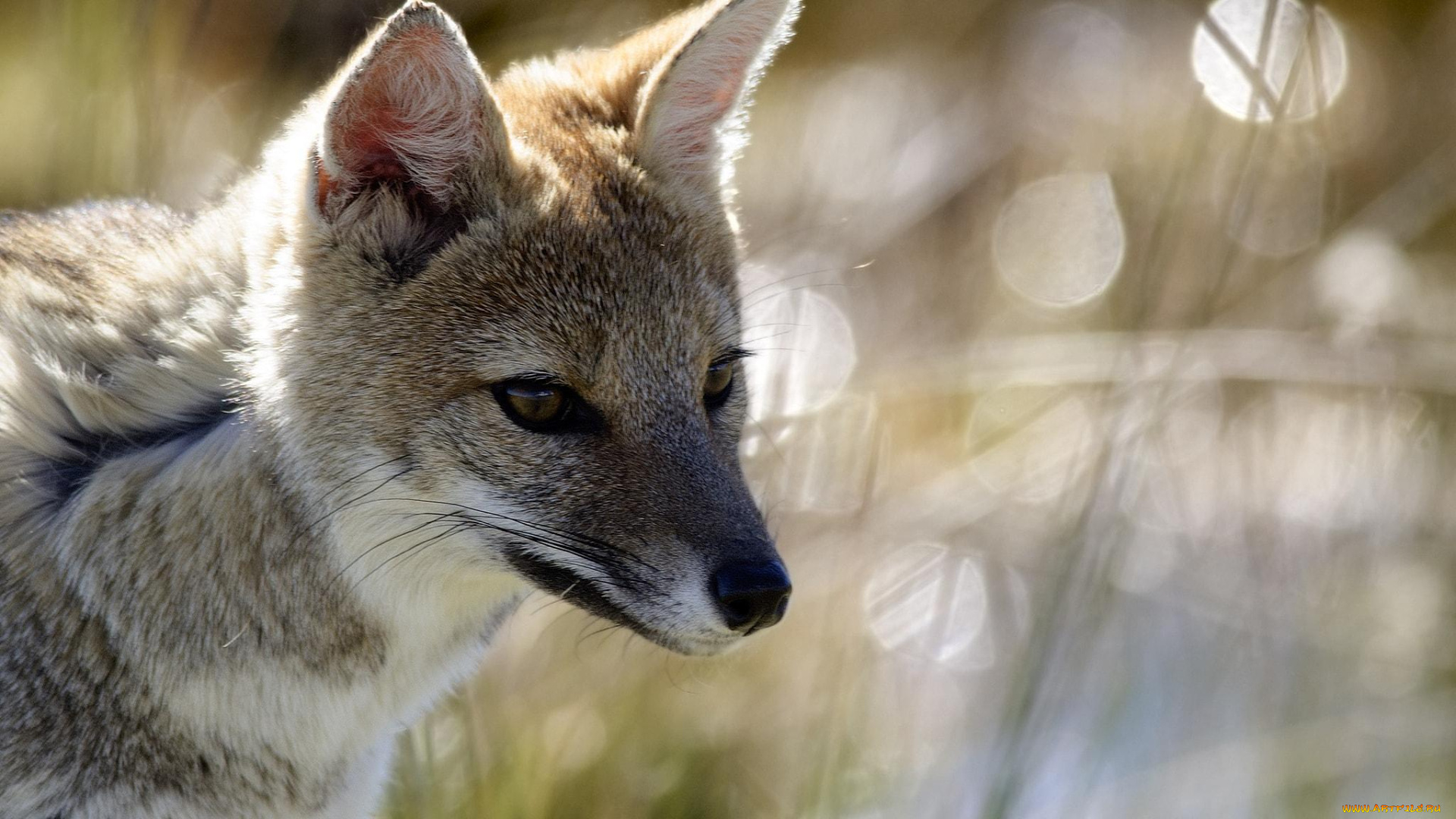 животные, волки, , койоты, , шакалы, блики, трава, койот