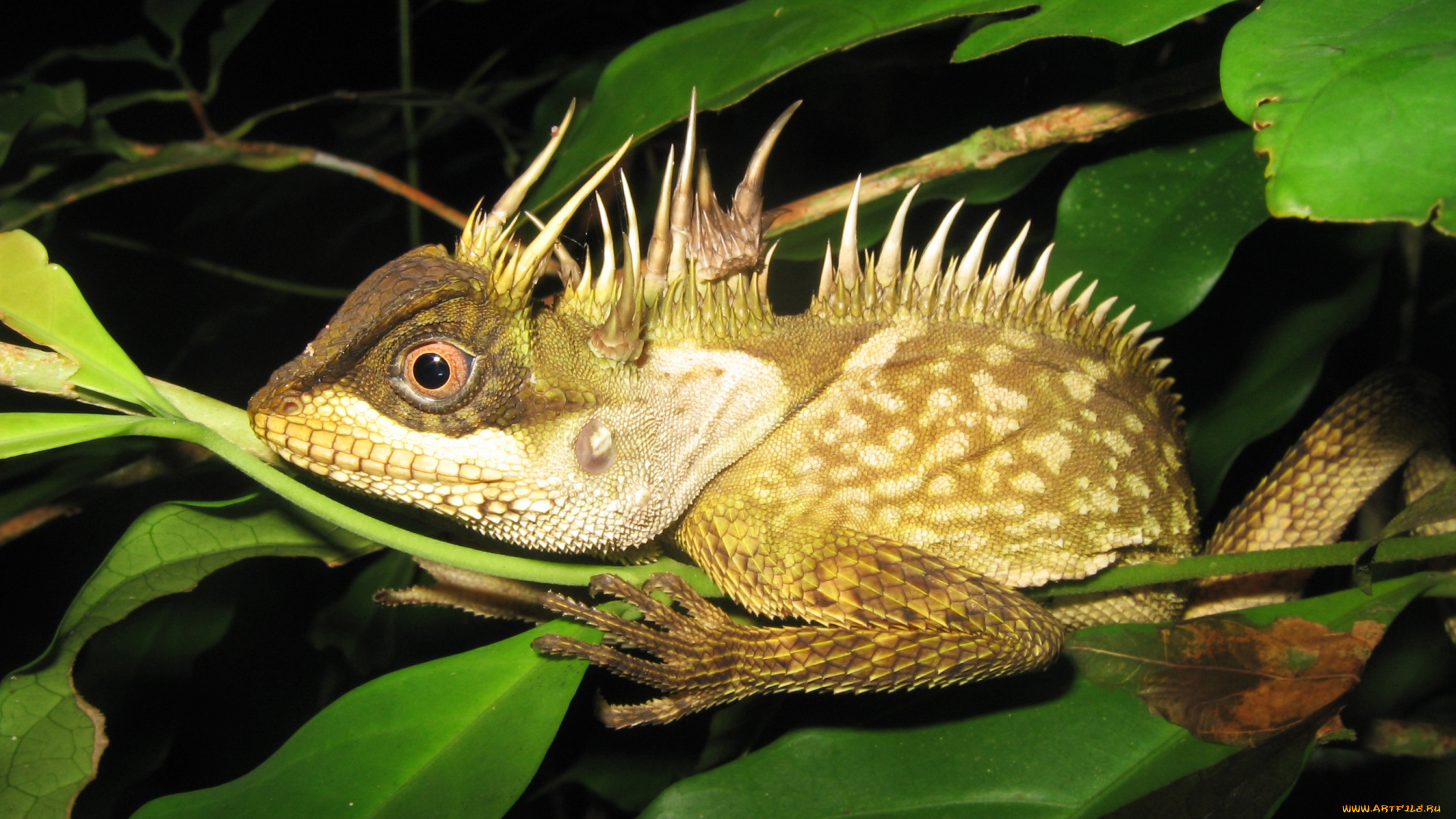 животные, Ящерицы, , игуаны, , вараны, взгляд