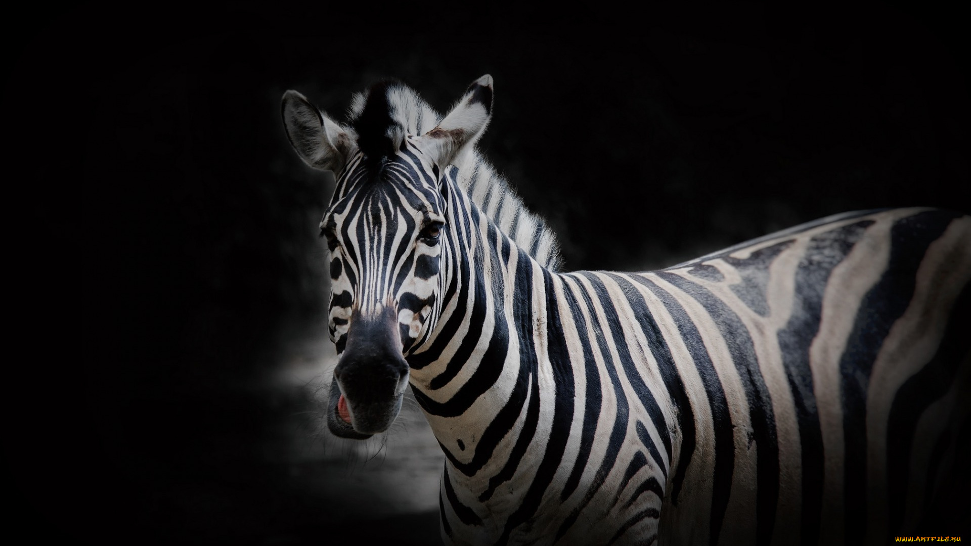 животные, зебры, фон, зебра, природа