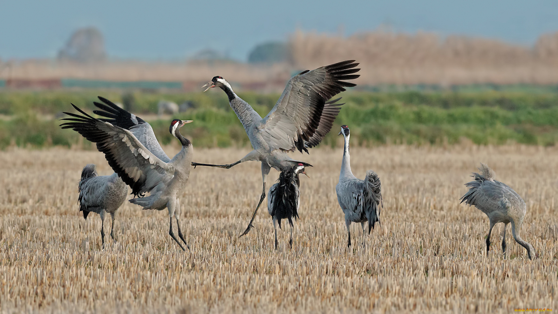 животные, журавли