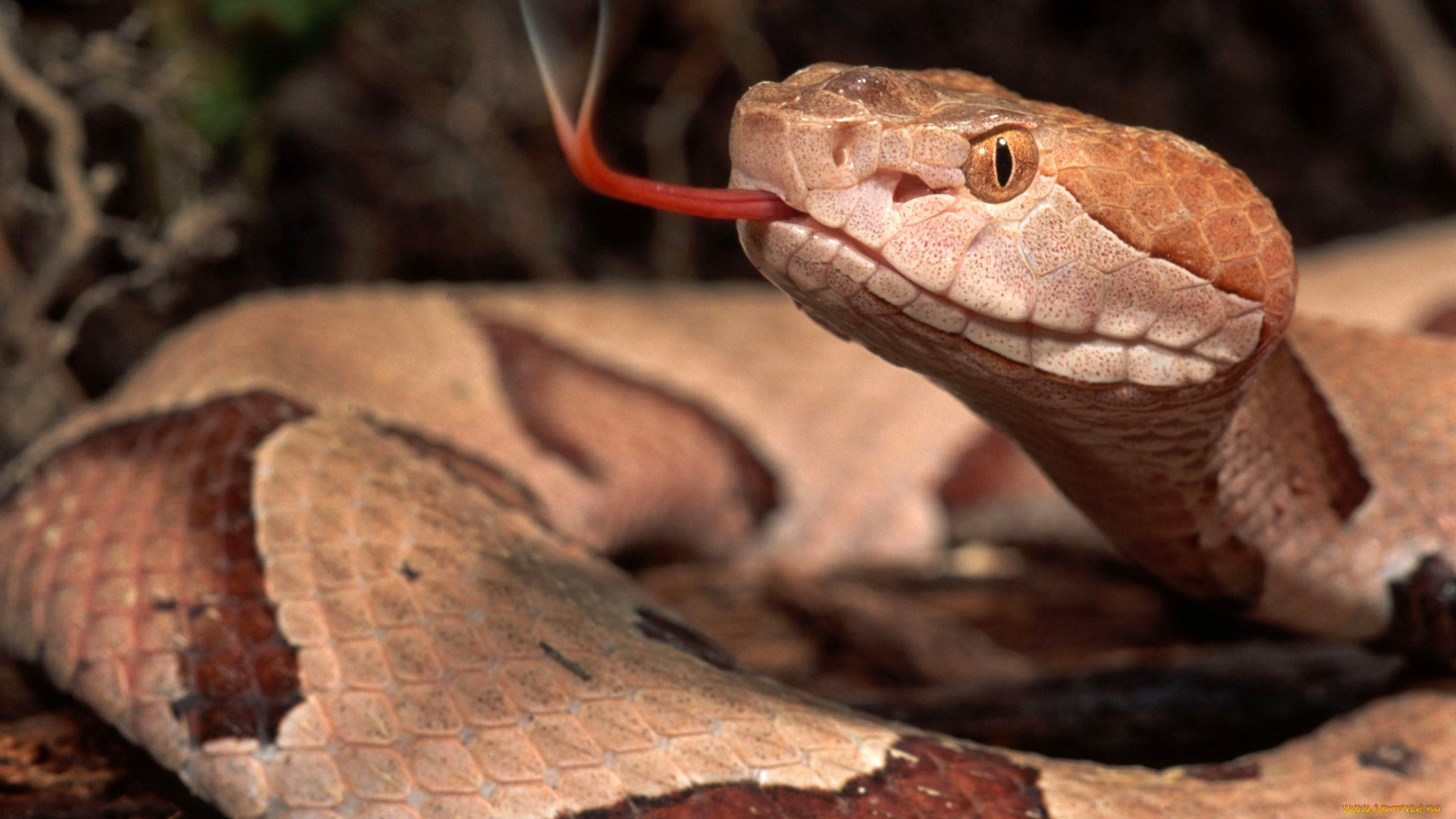 животные, змеи, , питоны, , кобры, язык, змея, рептилия