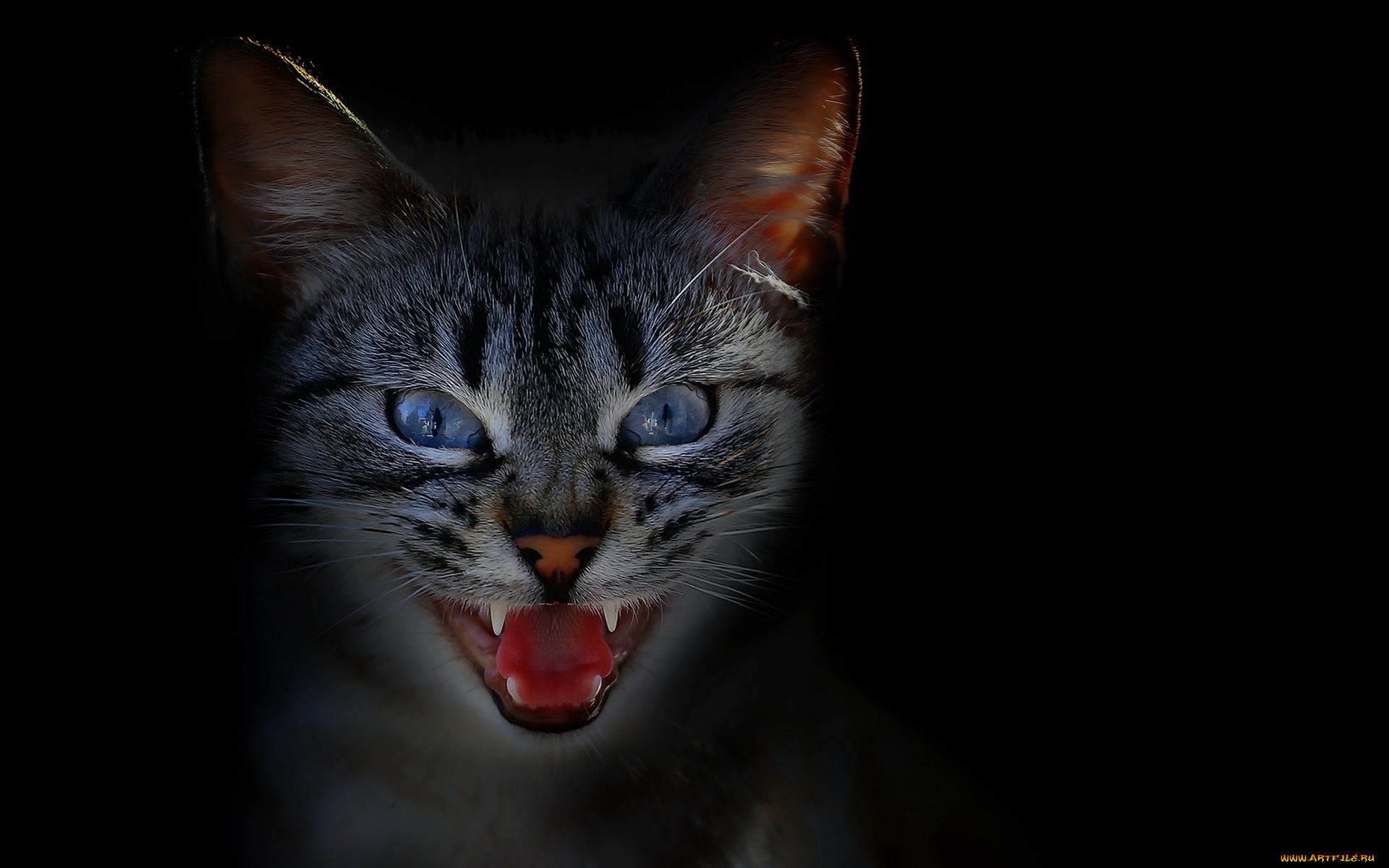 кот, животные, коты