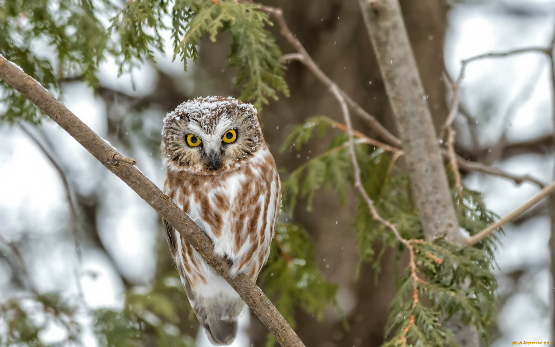 животные, совы, птица, сова, дерево