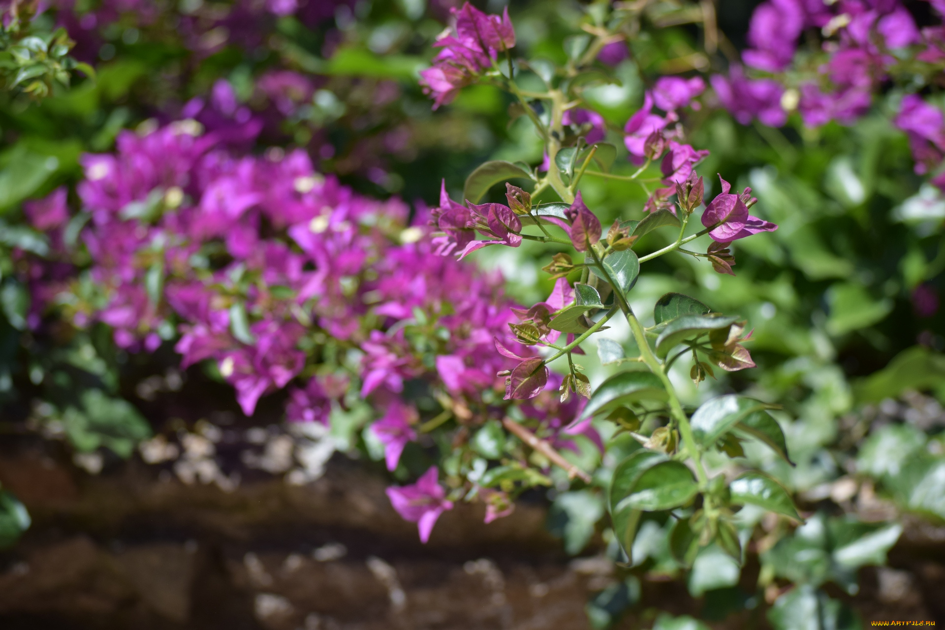 цветы, лепестки