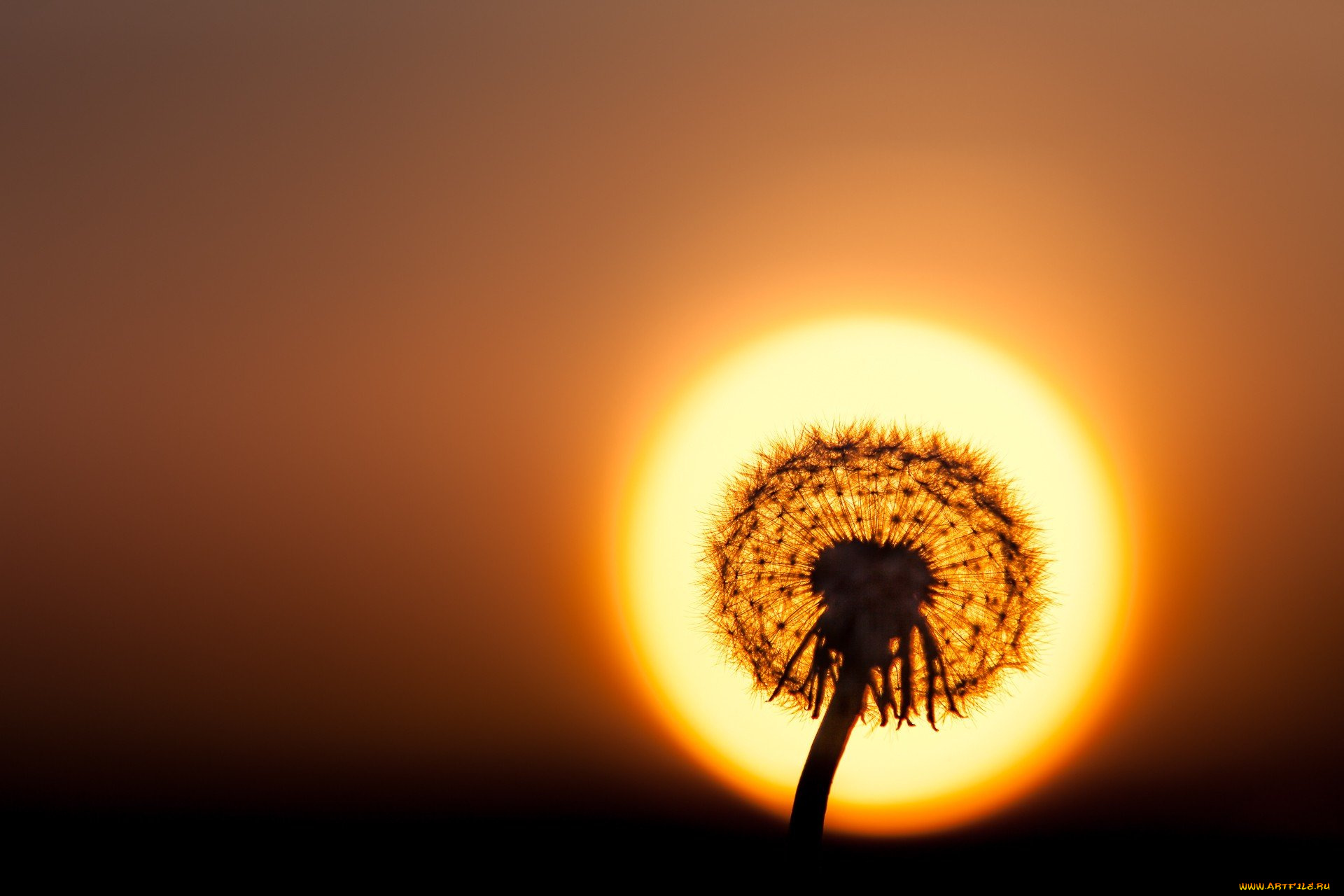 одуваньчик, цветы, одуванчики