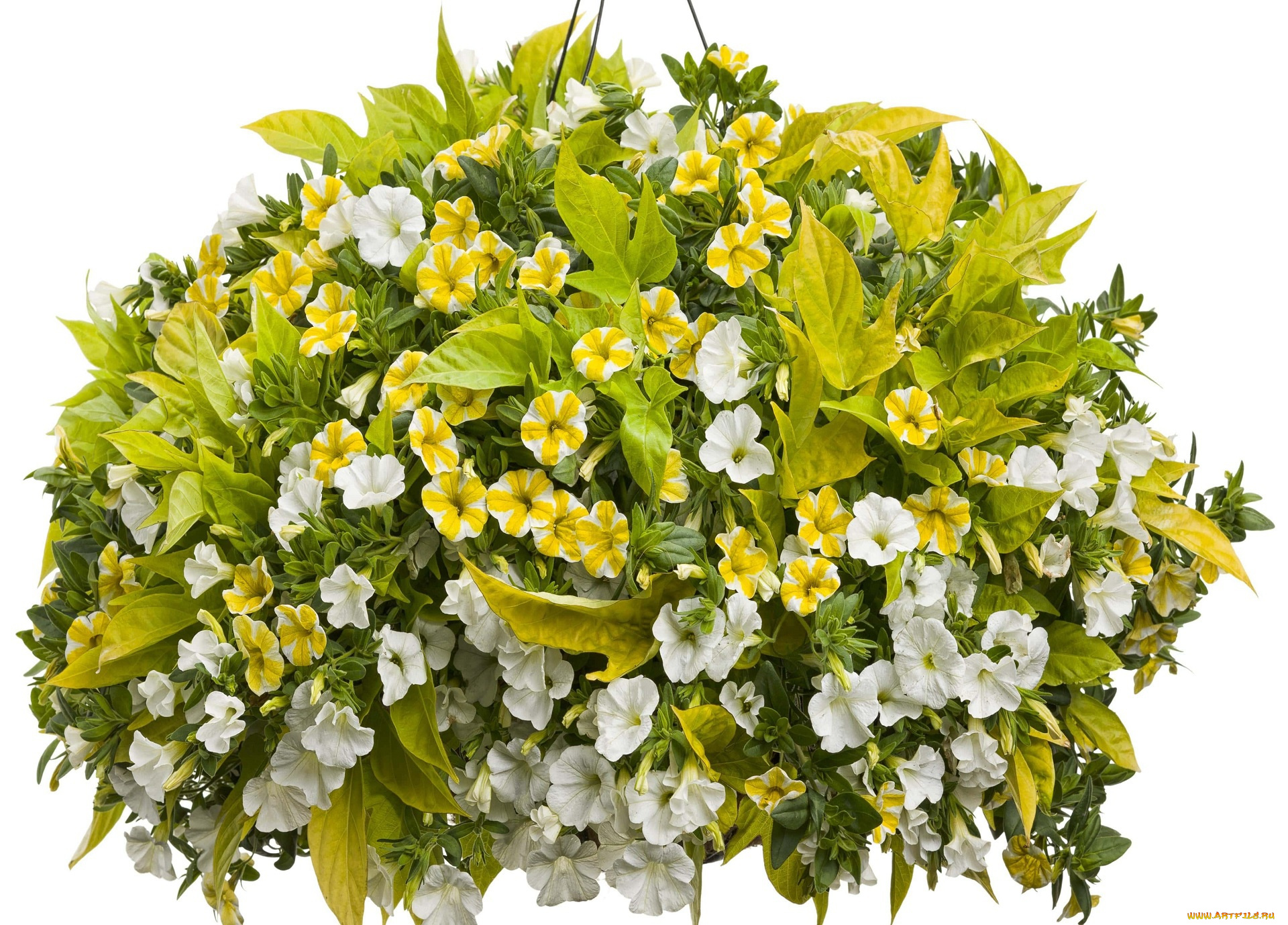 цветы, петунии, , калибрахоа, белый, фон