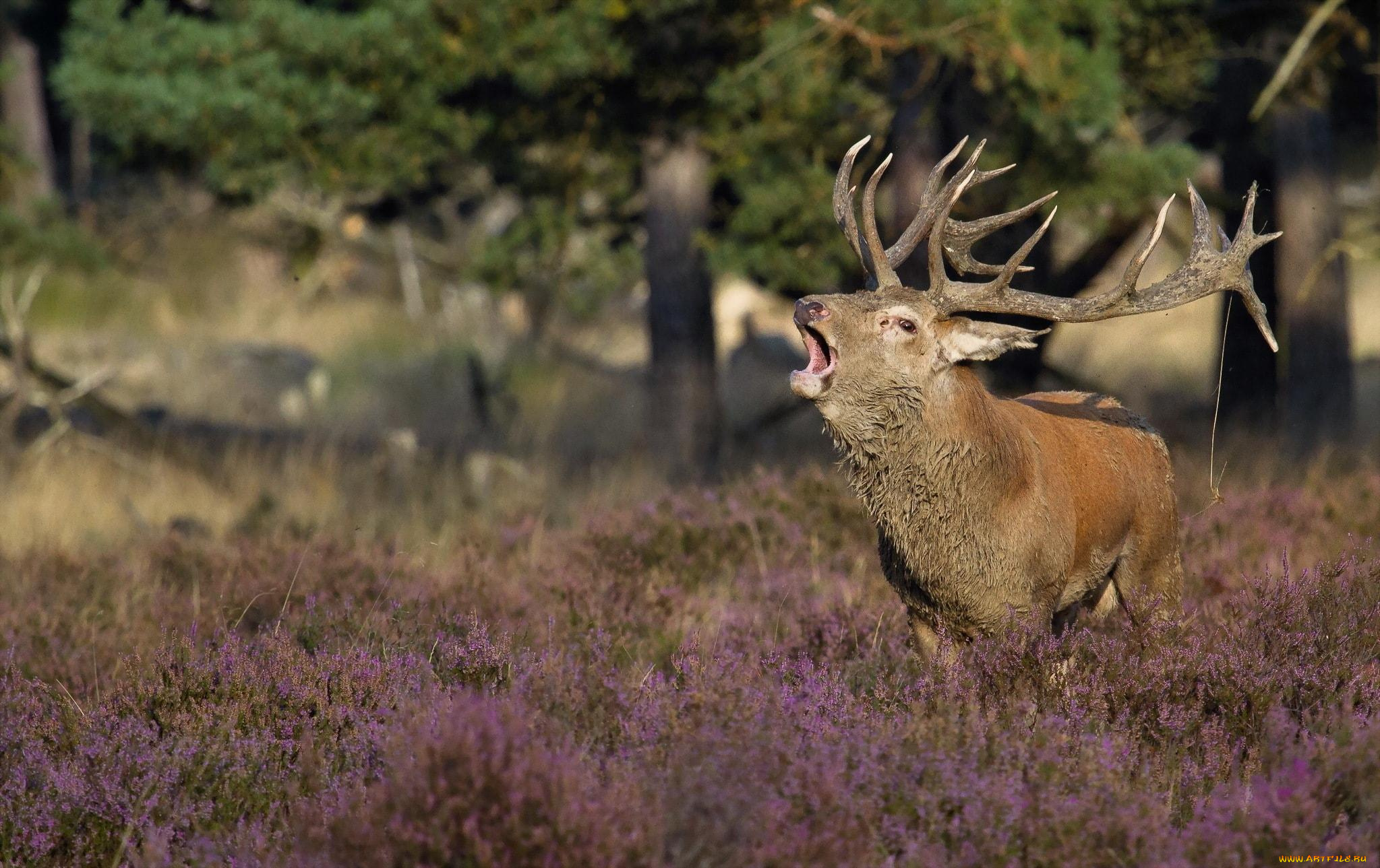 животные, олени, поляна, деревья, трава, рога, рев, олень