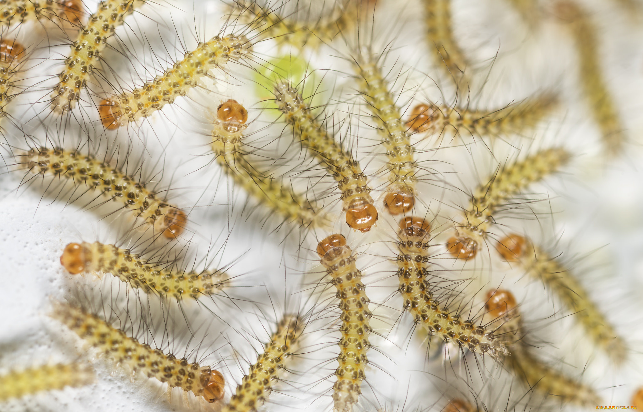 животные, гусеницы