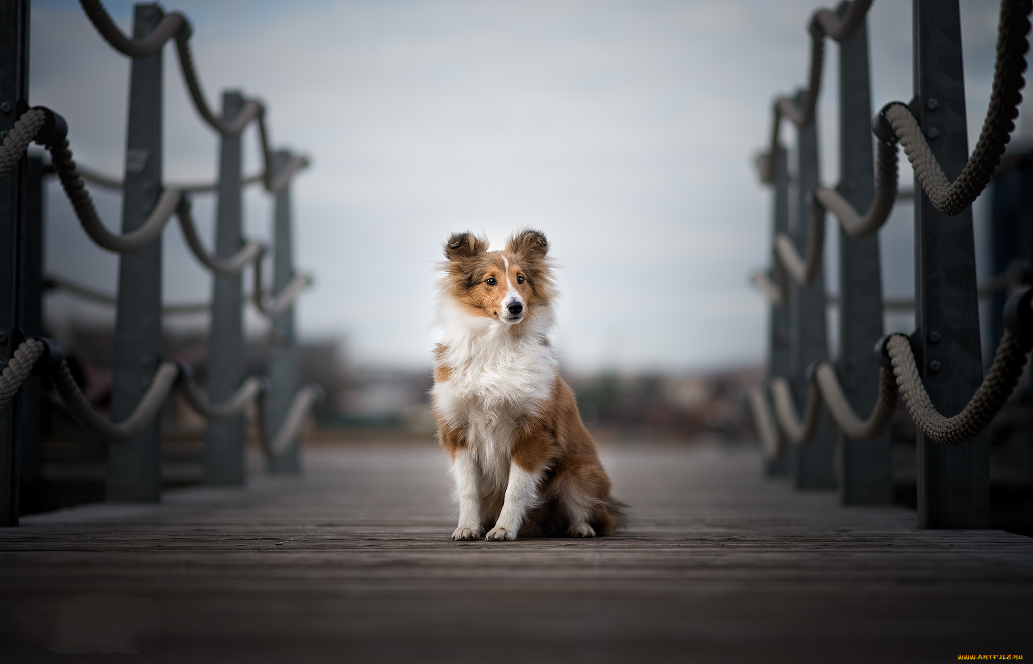 животные, собаки, пес