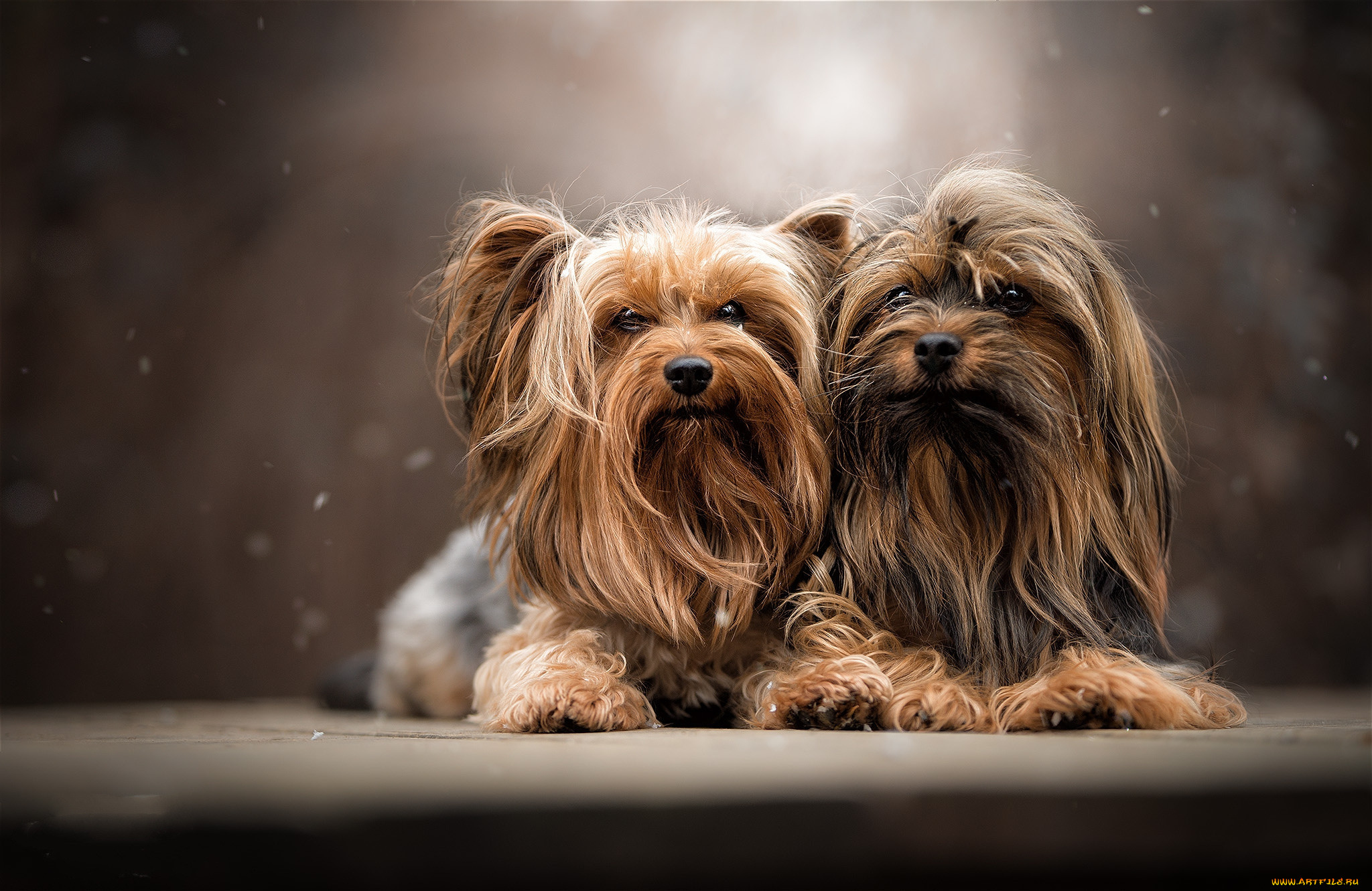 животные, собаки, пес