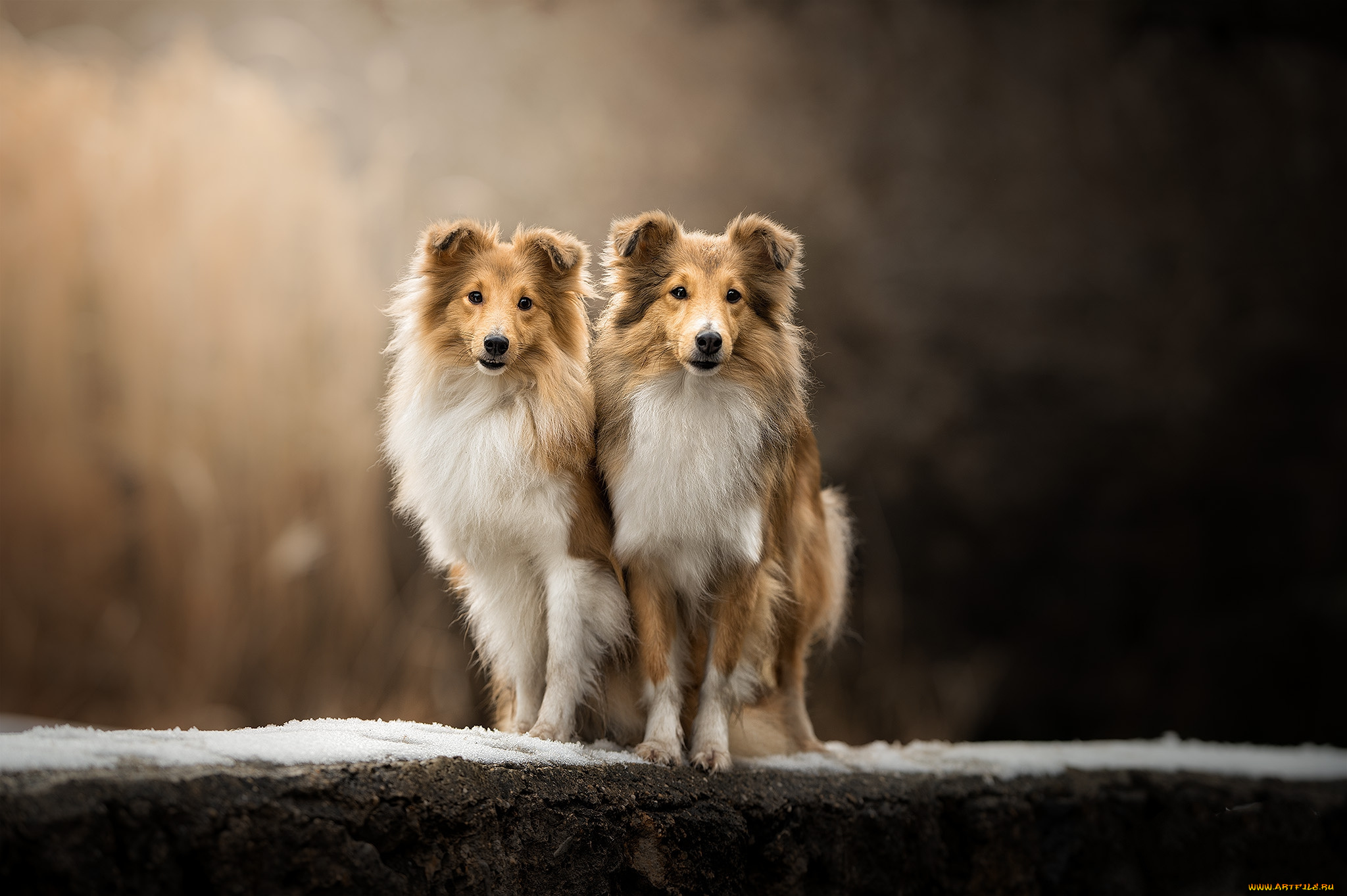 животные, собаки, пес