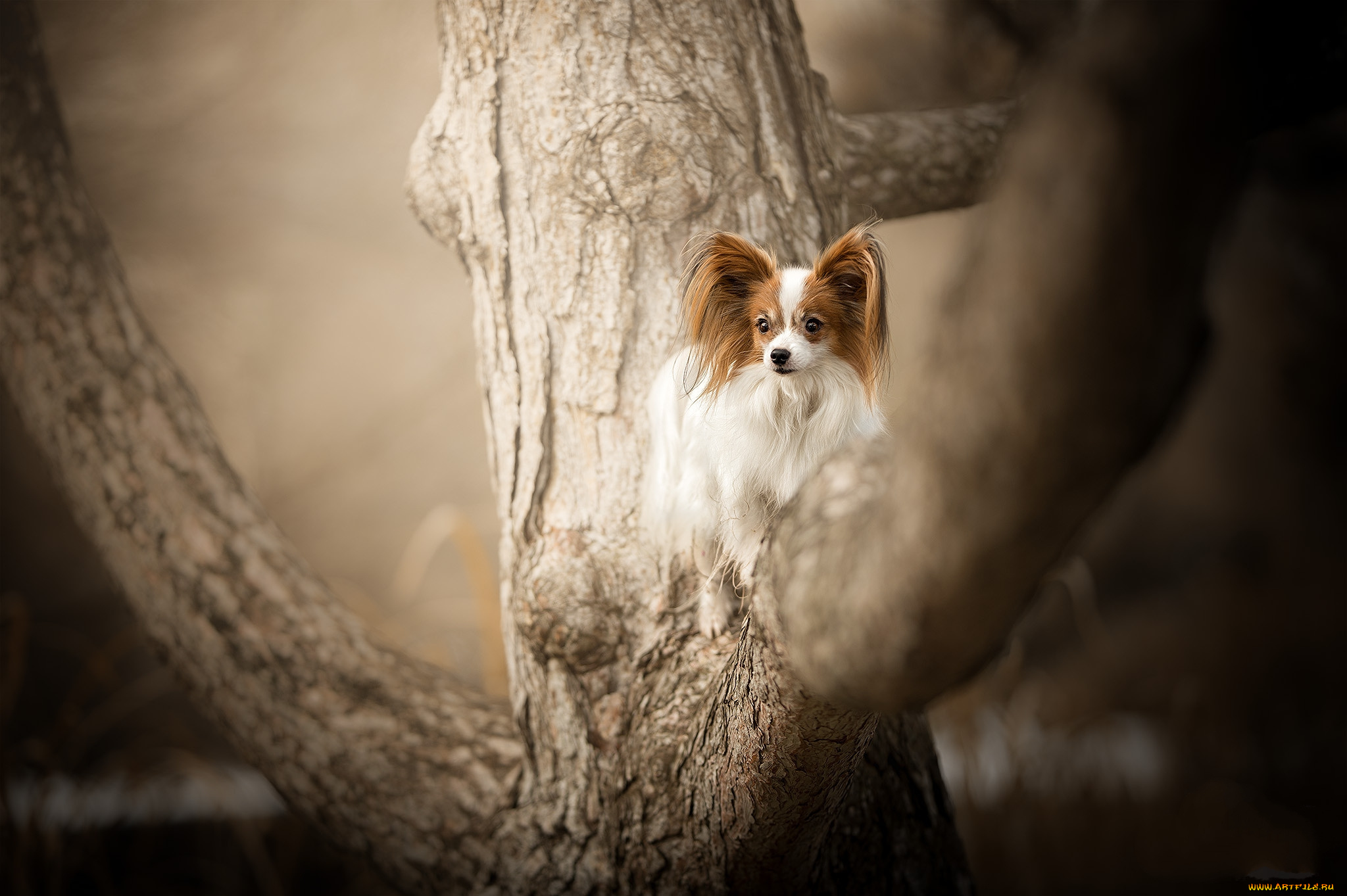 животные, собаки, пес