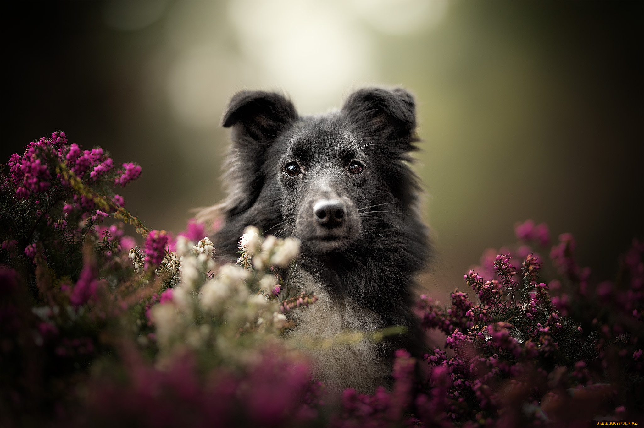 животные, собаки, пес