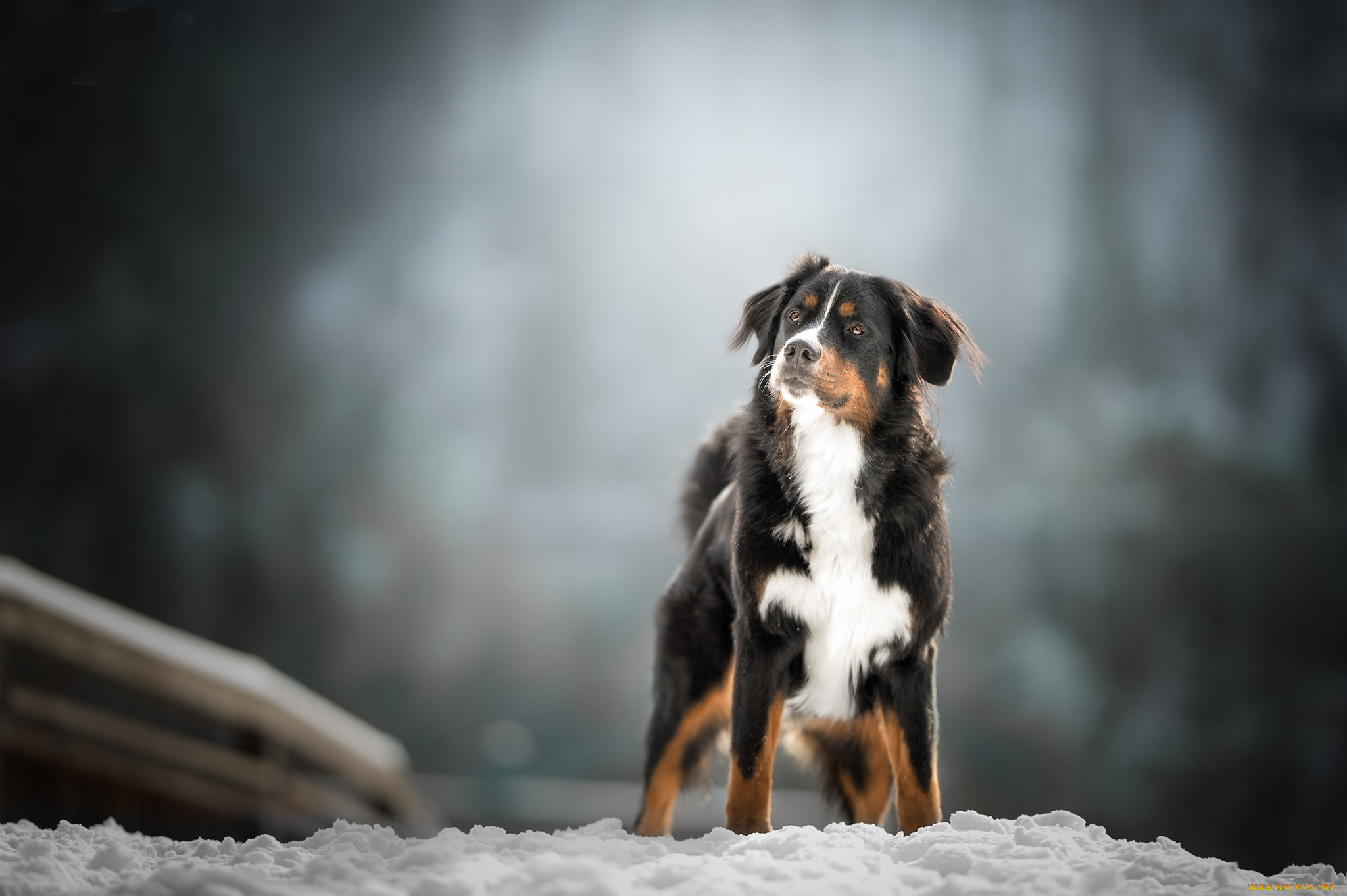 животные, собаки, пес