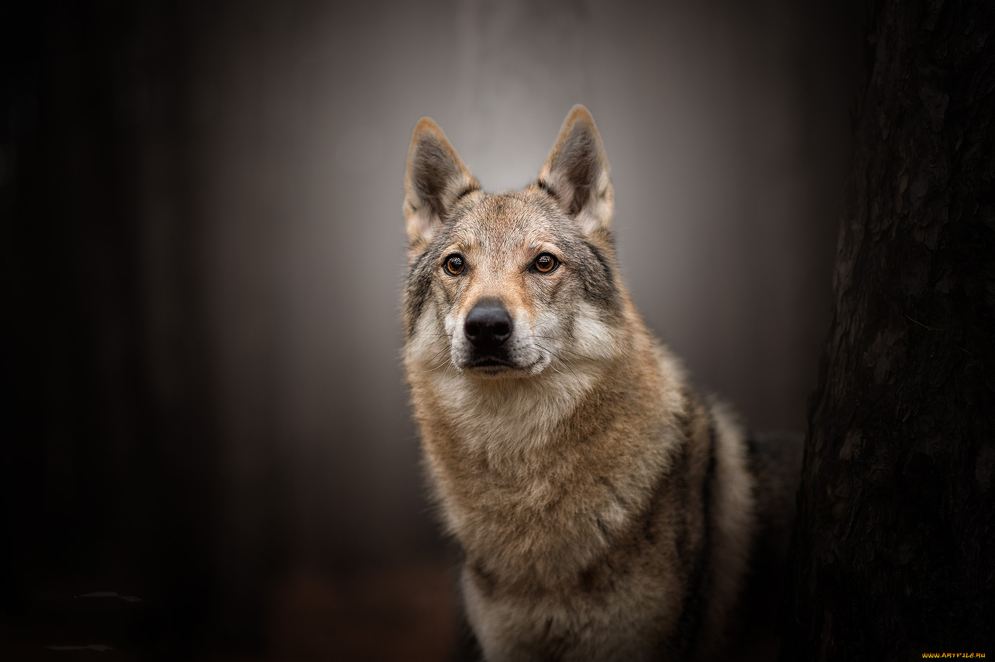 животные, собаки, пес