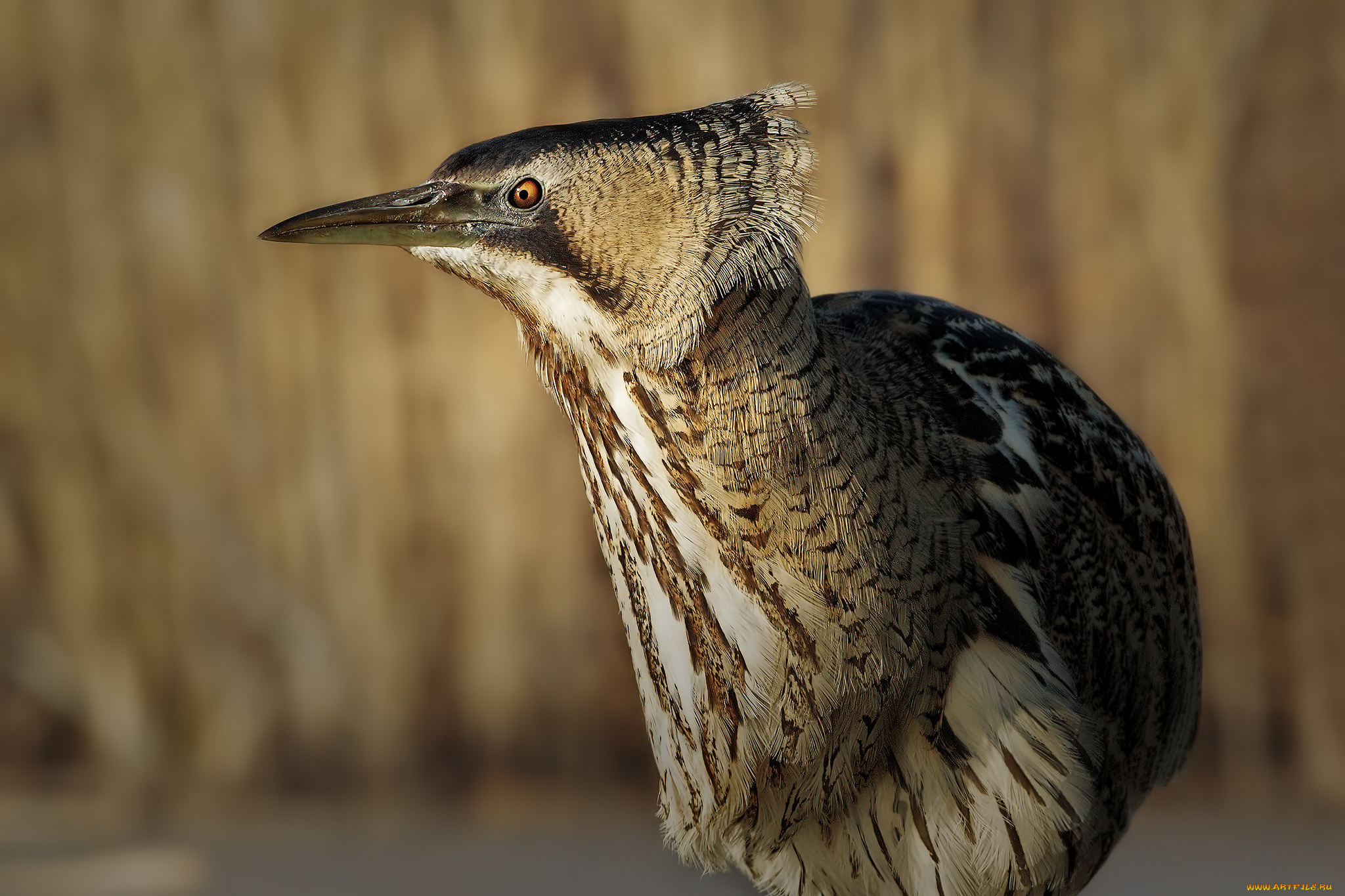 животные, цапли, , выпи, птица