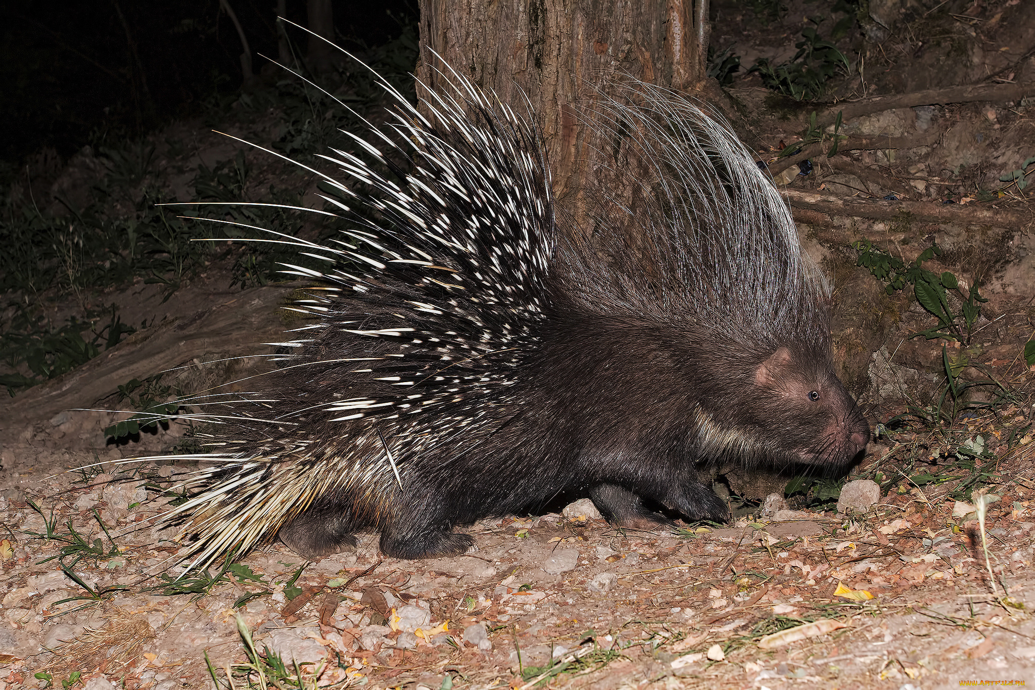 животные, дикобразы, дикобраз
