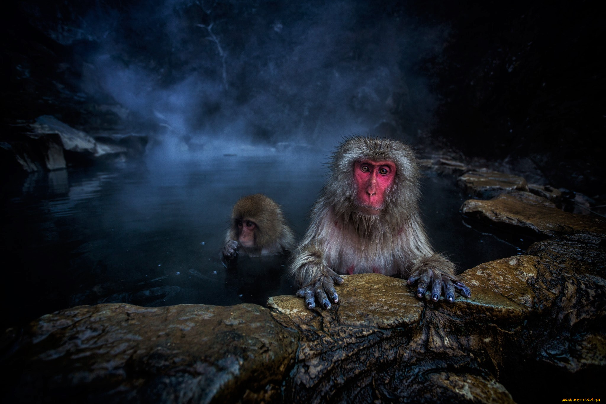 животные, обезьяны, animal, природа, обезьяна, гейзер, japanese, macaque, baby