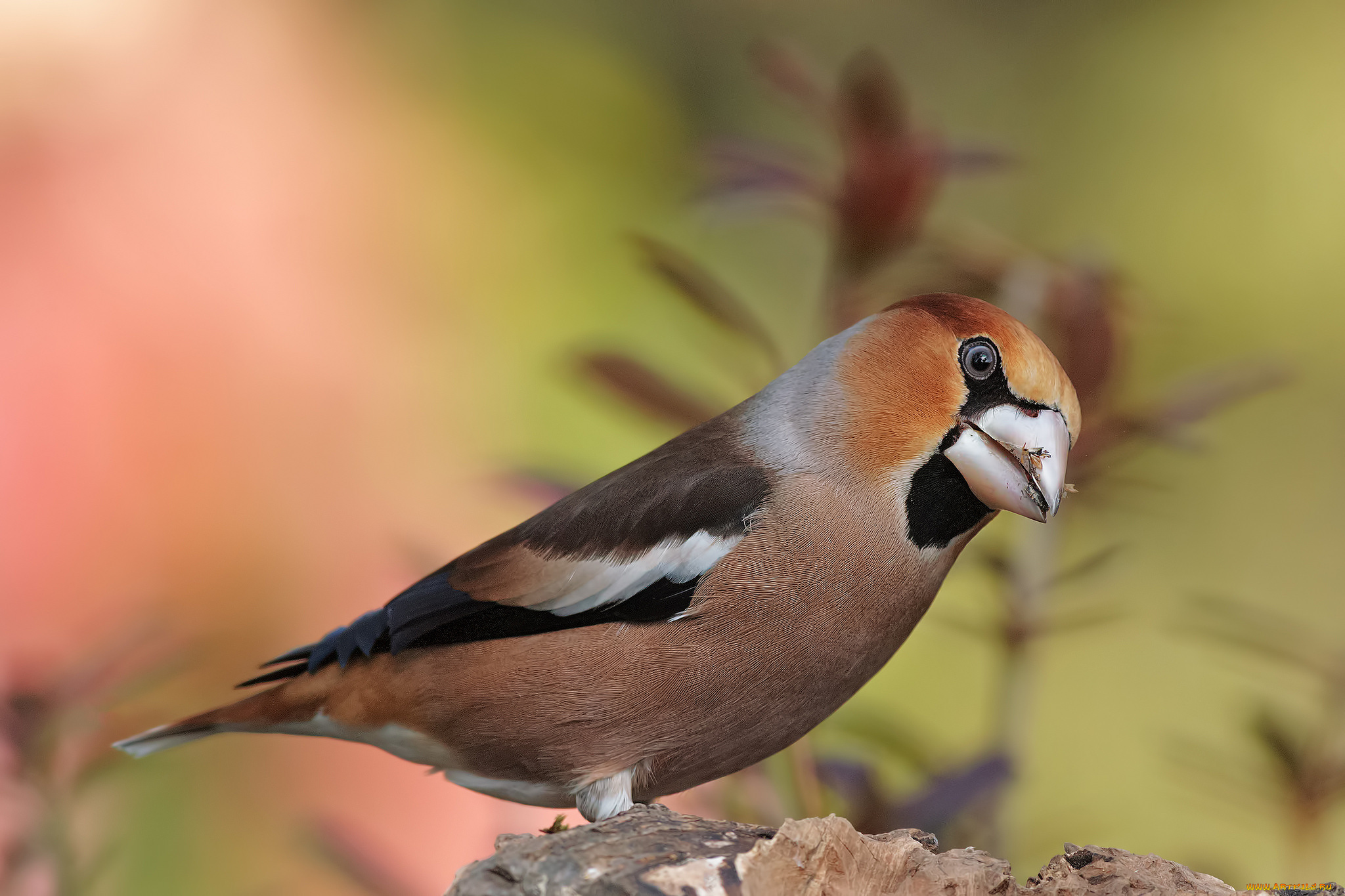 животные, птицы, птица