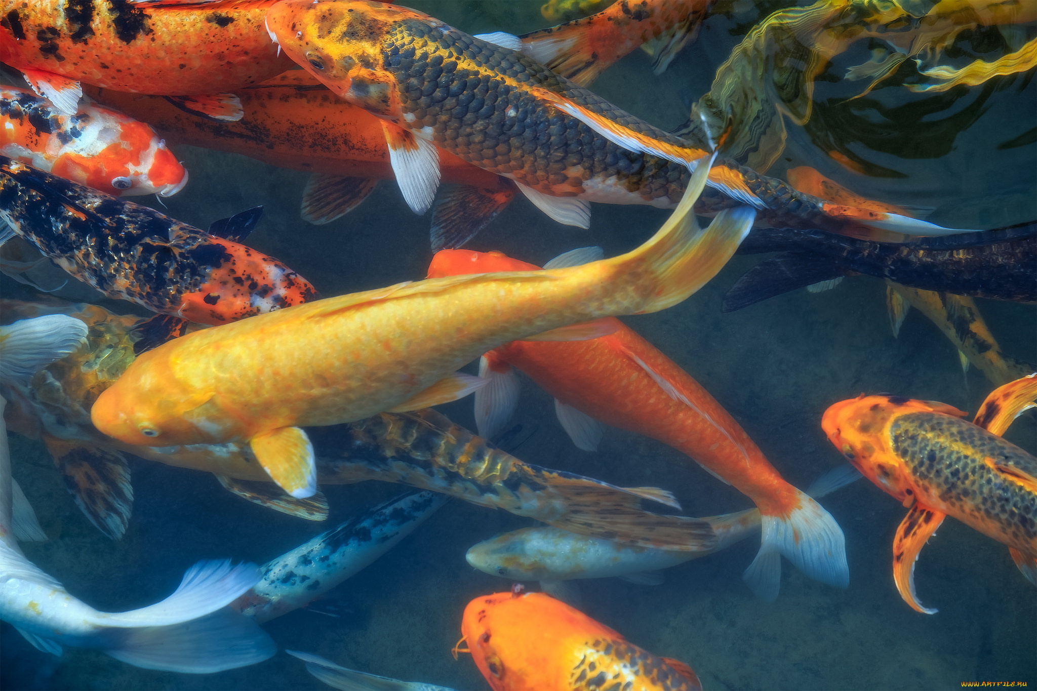 животные, рыбы