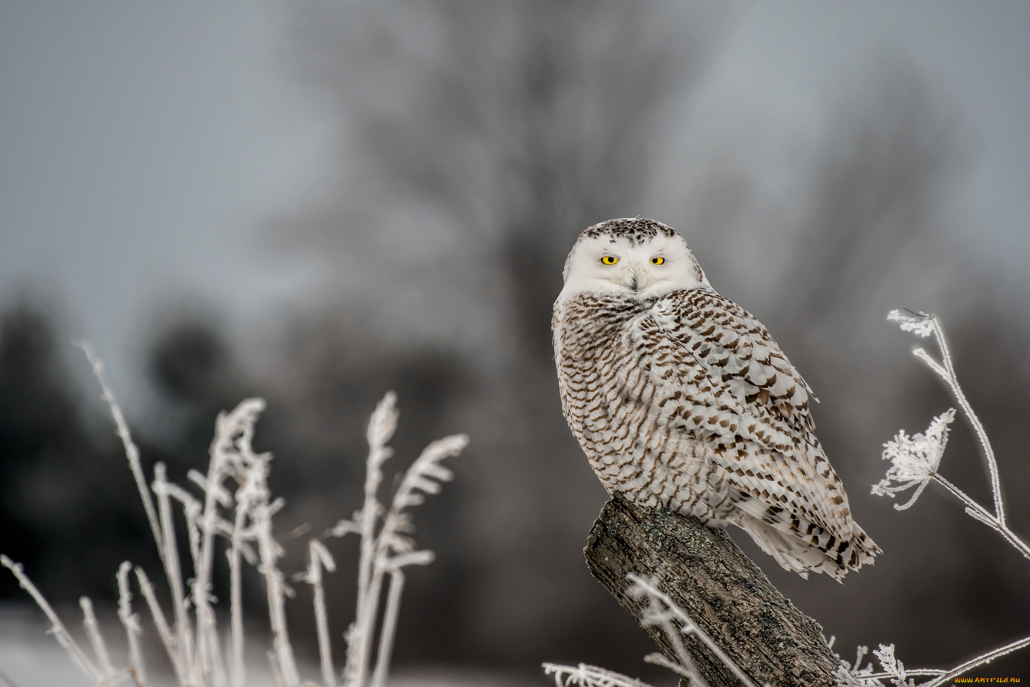 животные, совы, птица, сова, бревно