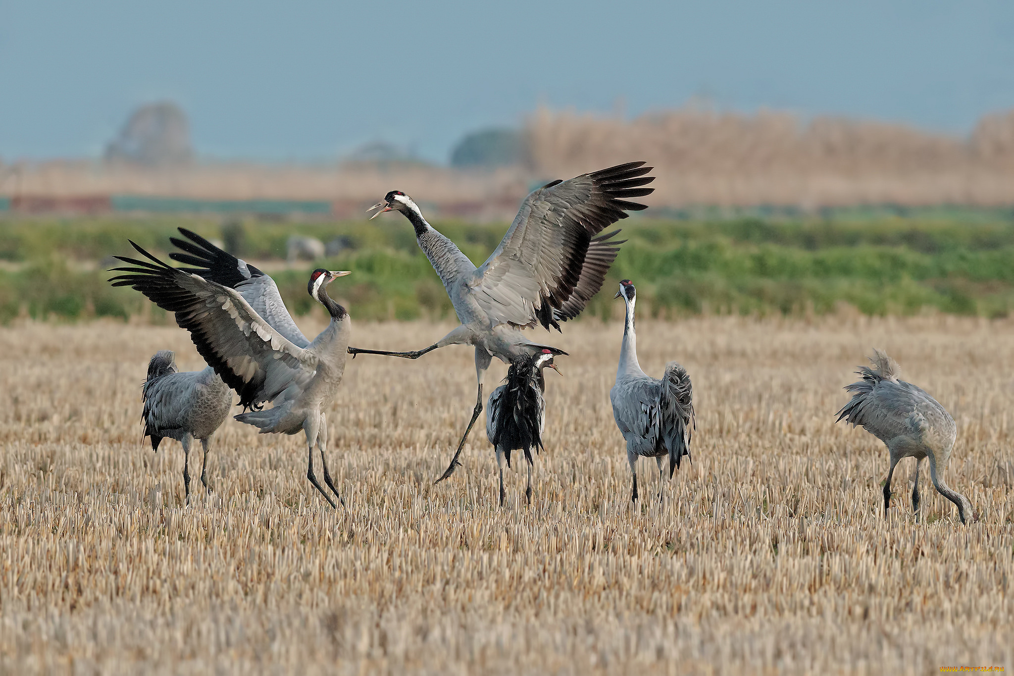 животные, журавли