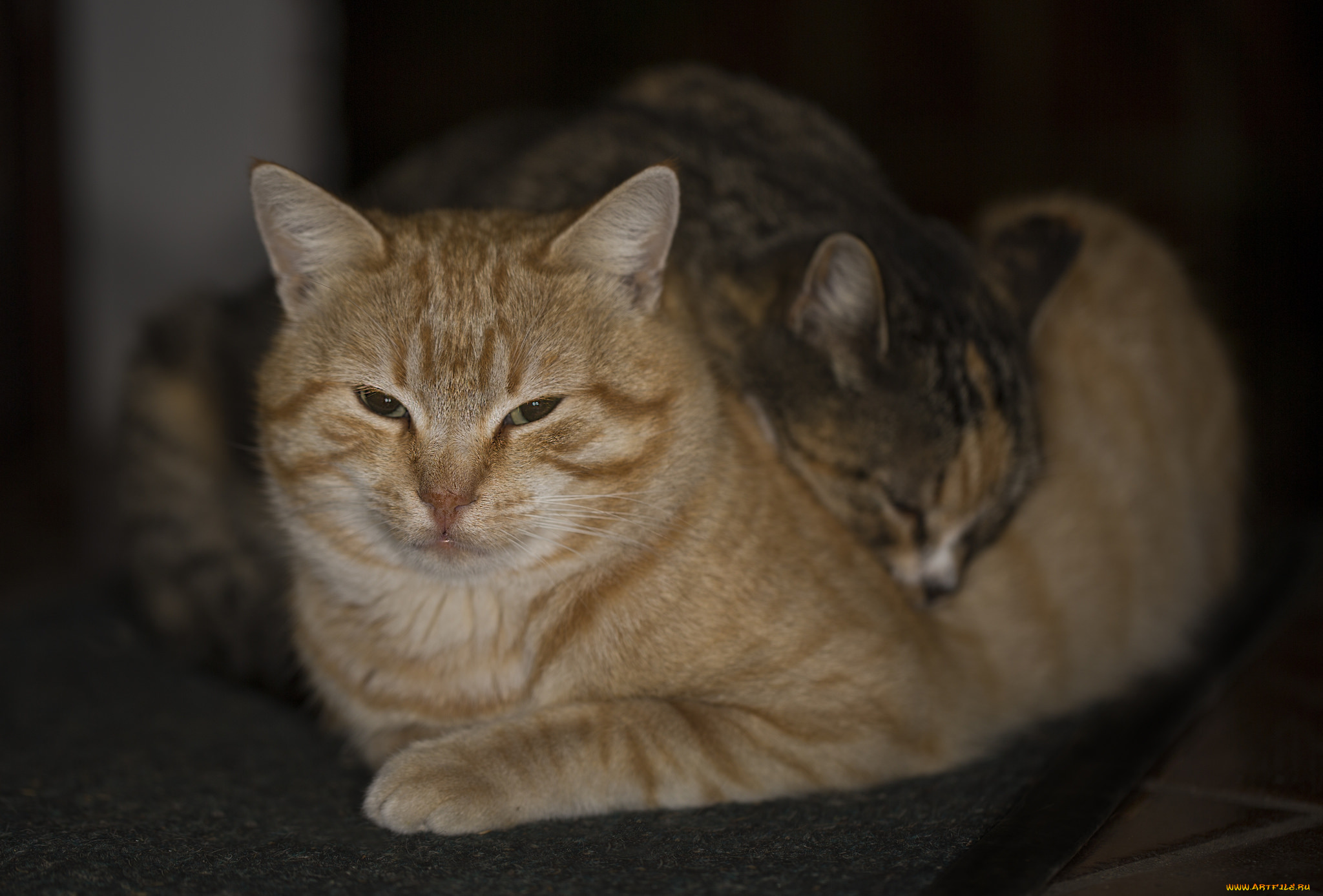 животные, коты