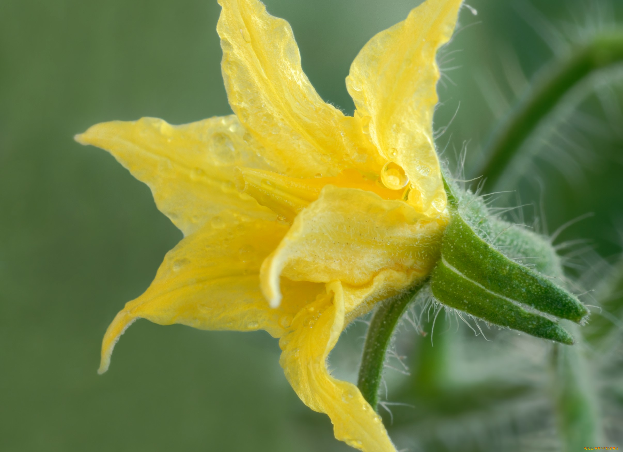 цветы, цветущие, овощи, , ягоды, капли, желтый, цветок