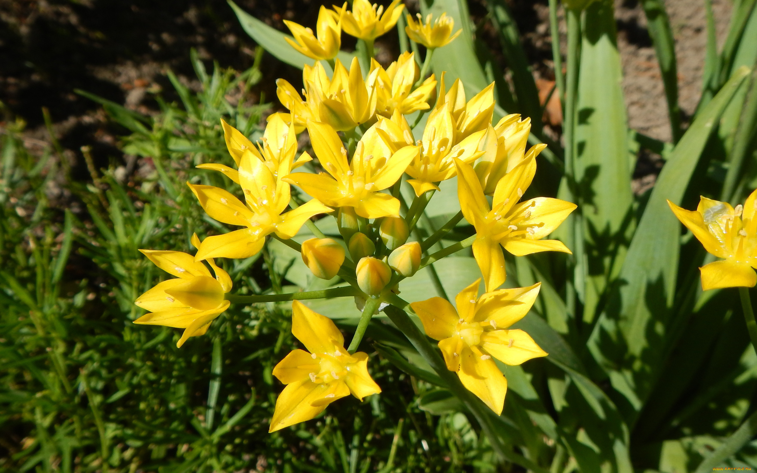 цветы, лилии, , лилейники, флора