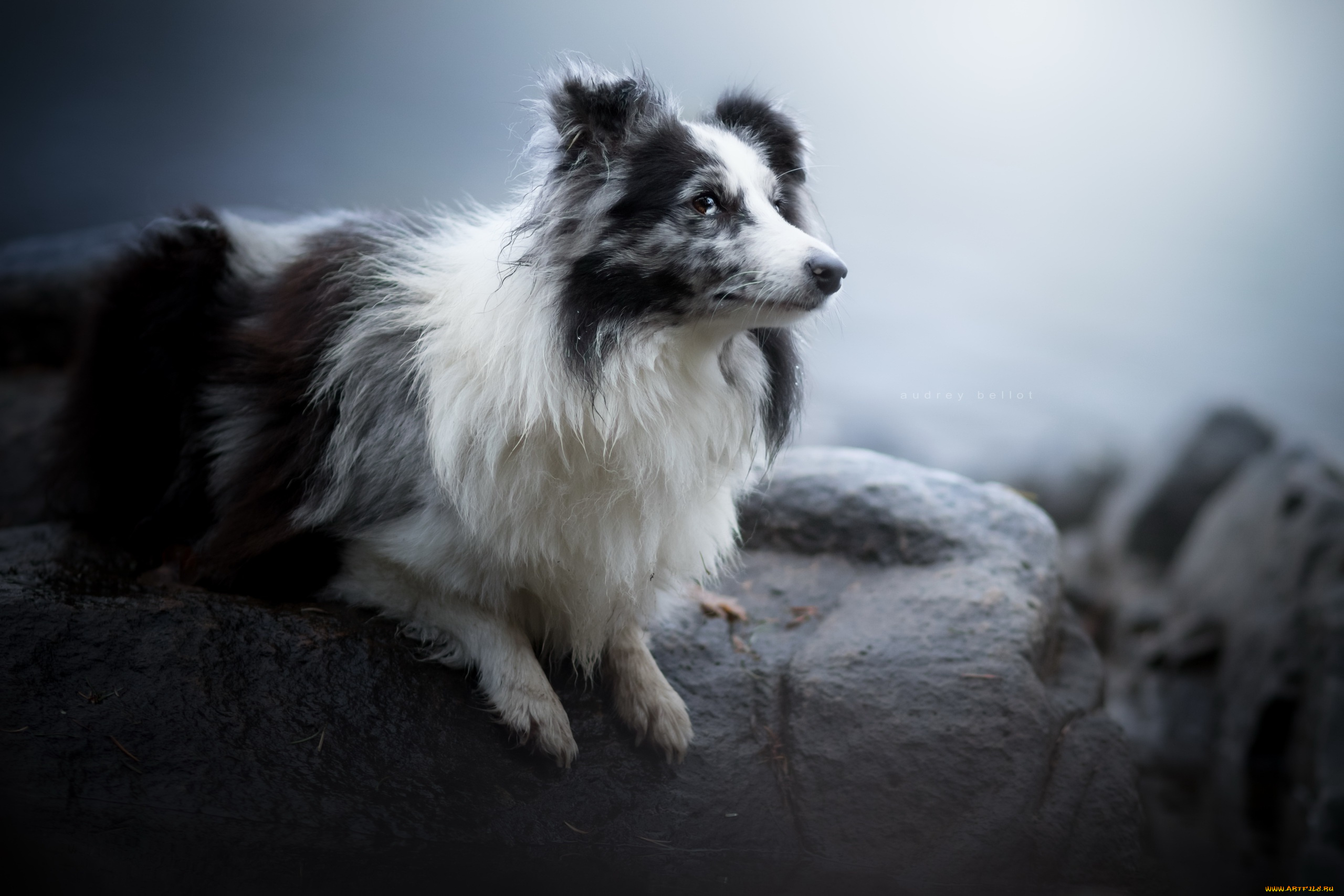 собака, животные, собаки