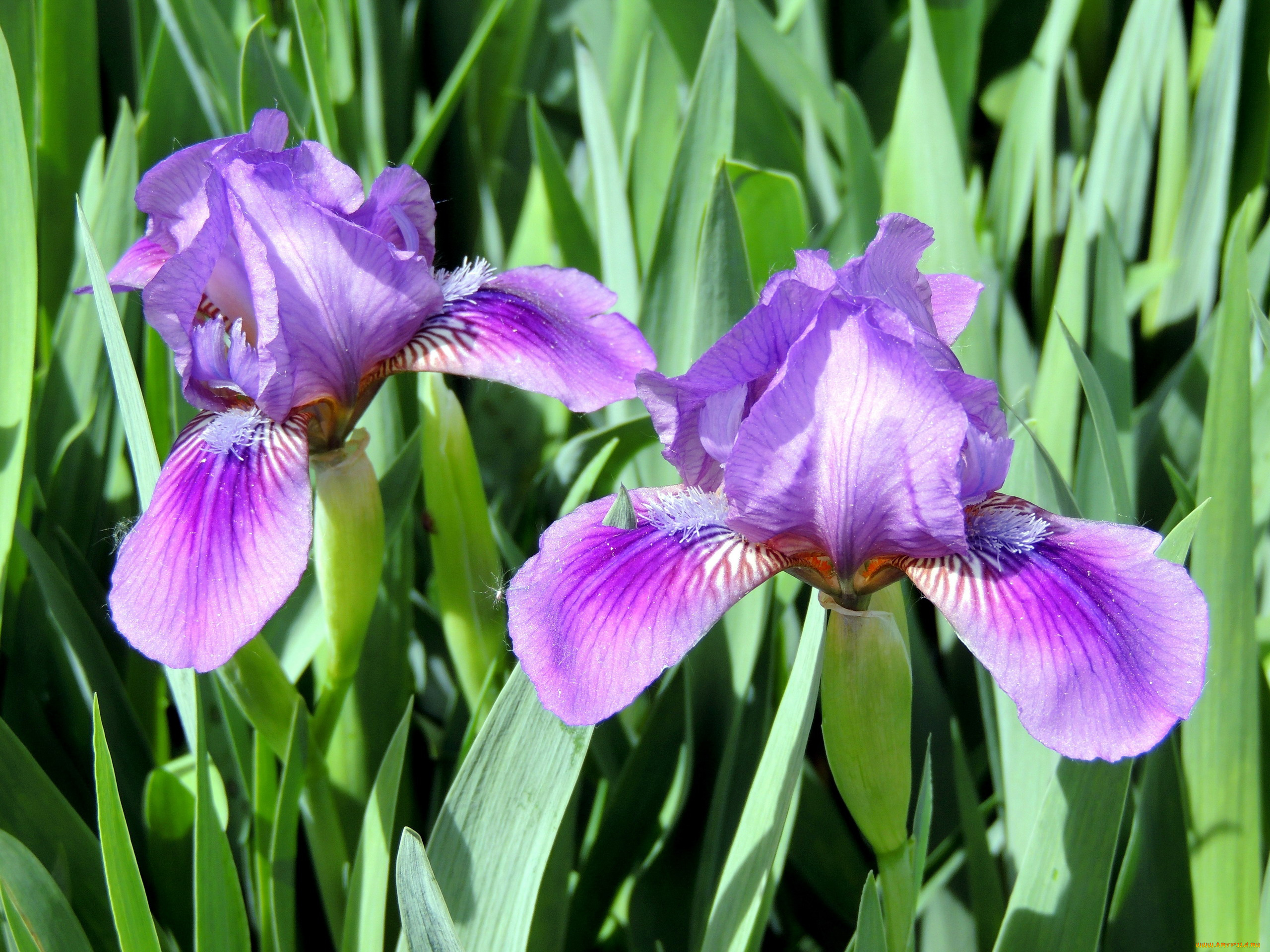 цветы, ирисы, дуэт