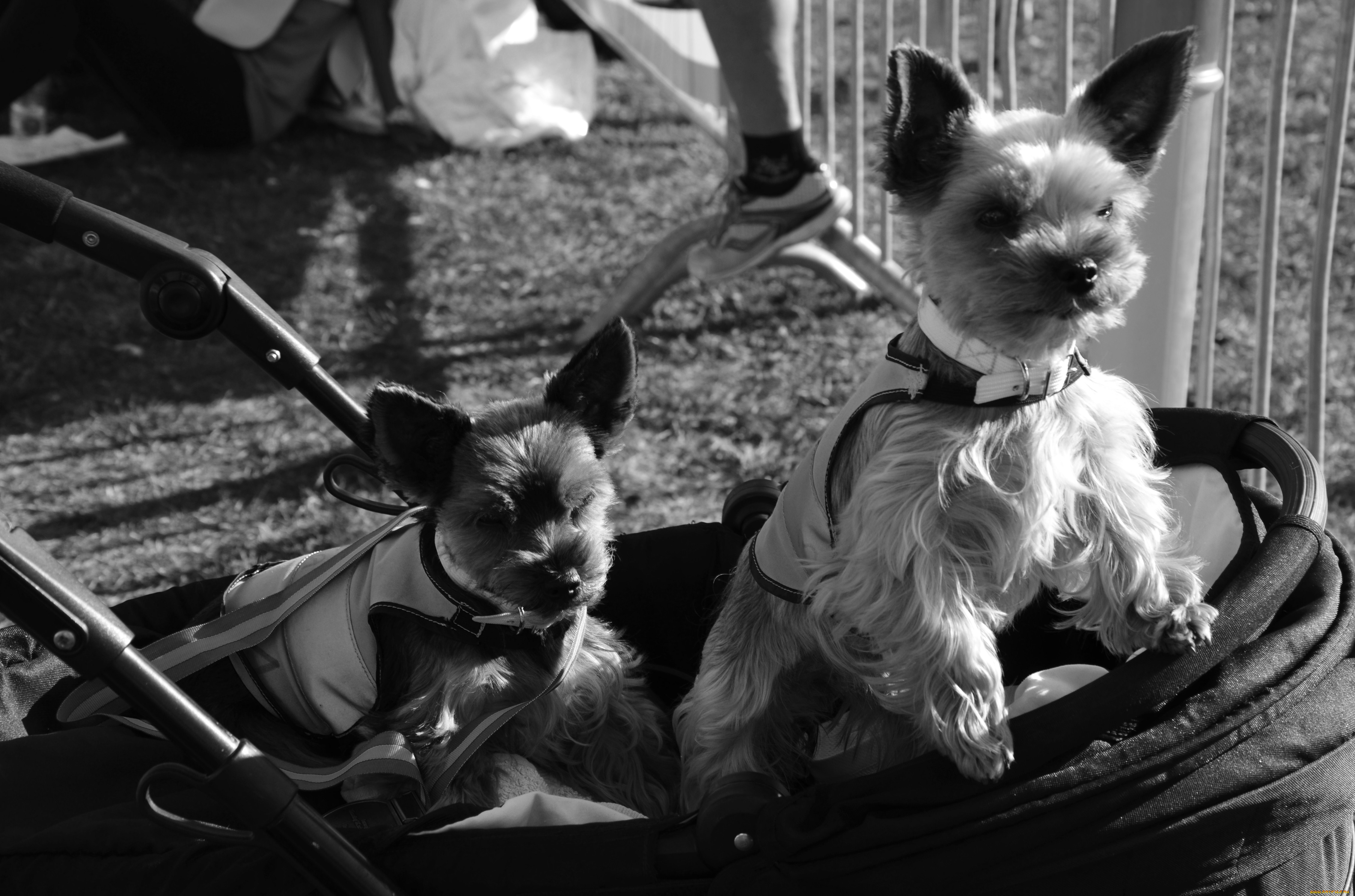 животные, собаки, взгляд