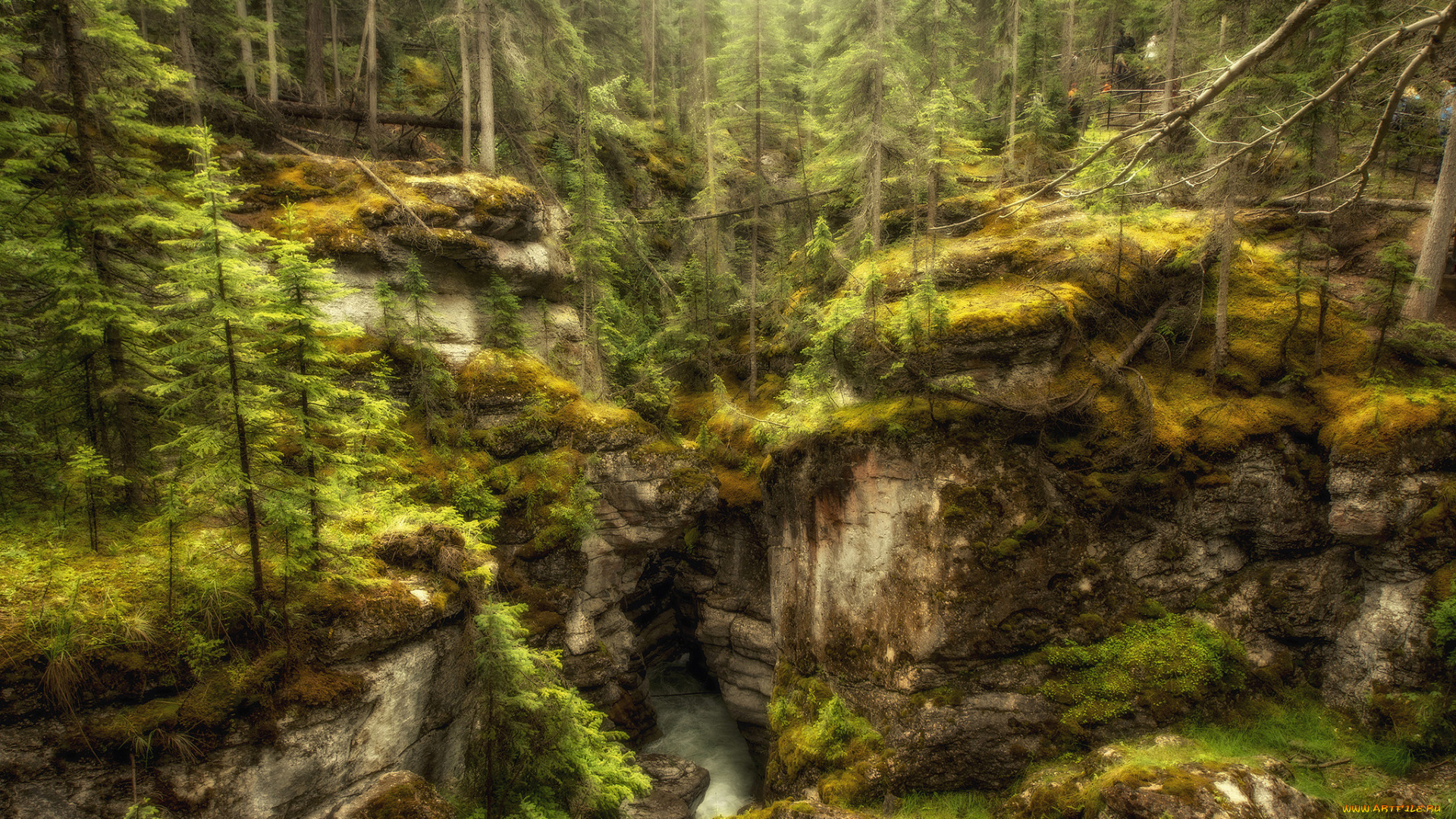 природа, лес, простор