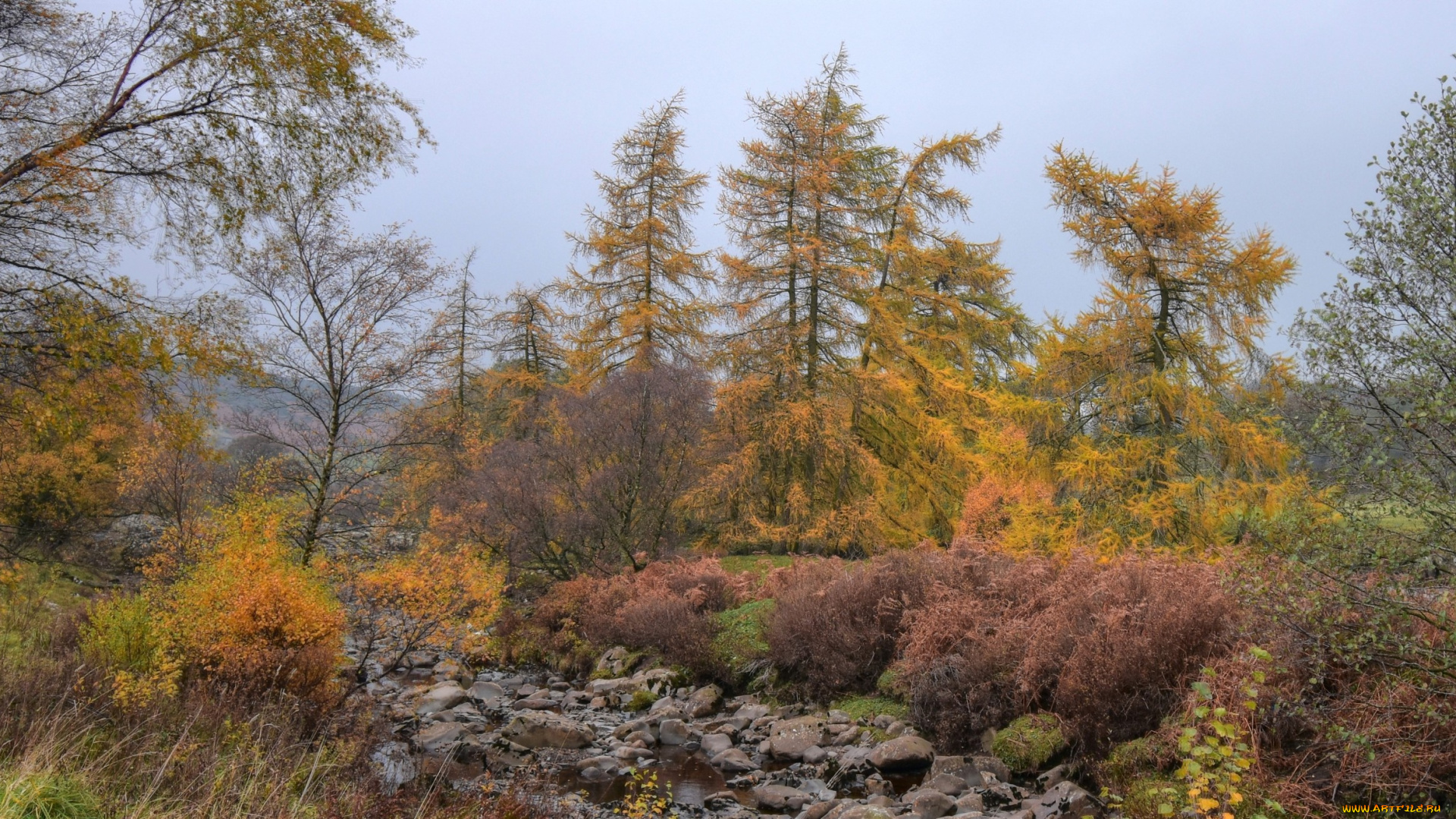 природа, лес, простор