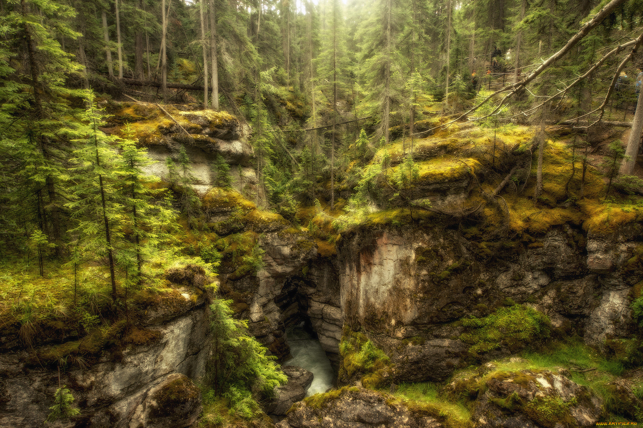 природа, лес, простор