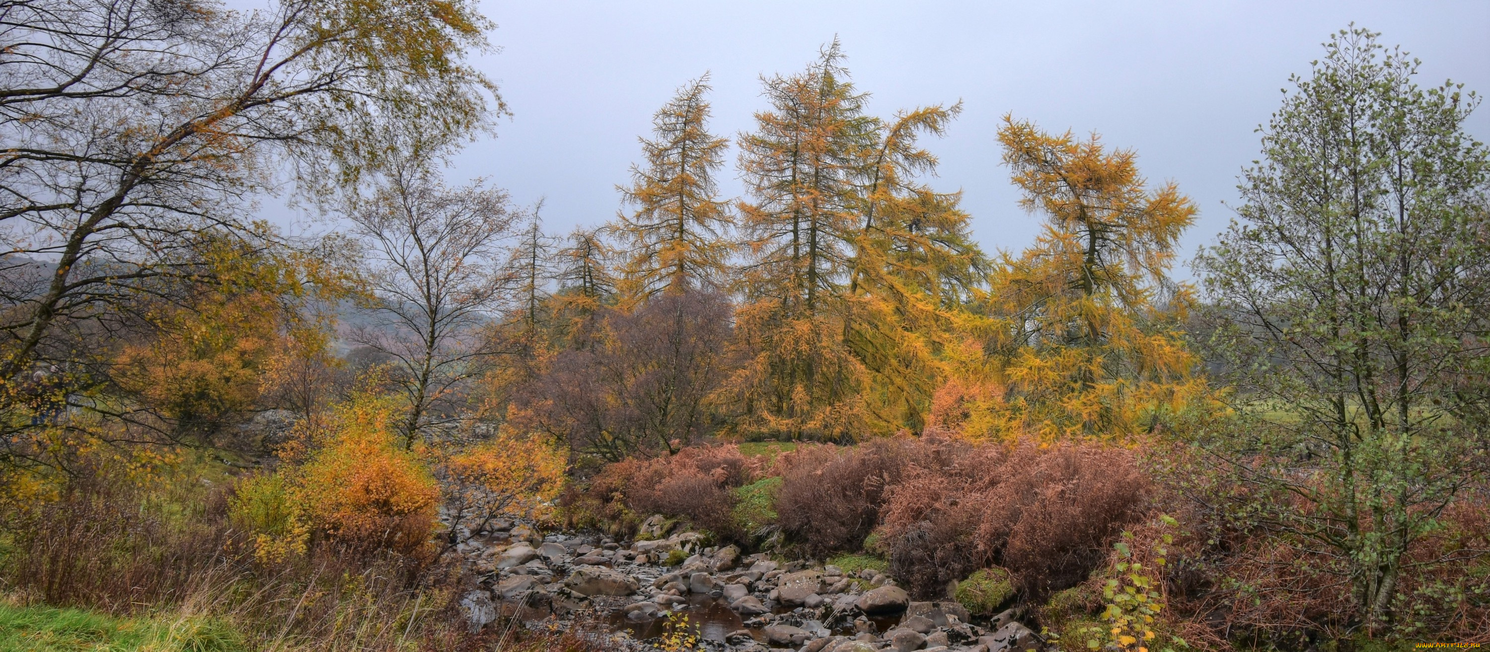 природа, лес, простор