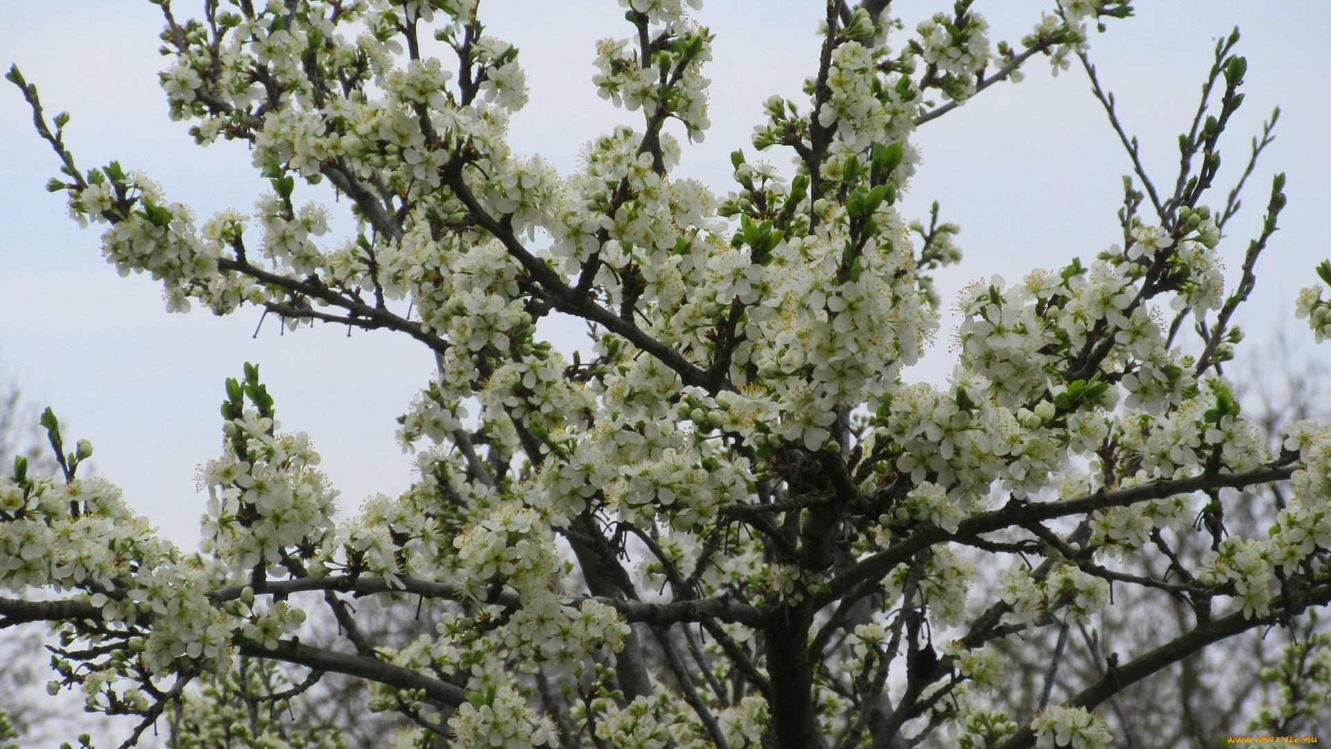 цветы, цветущие, деревья, , , кустарники, весна, 2018, апрель
