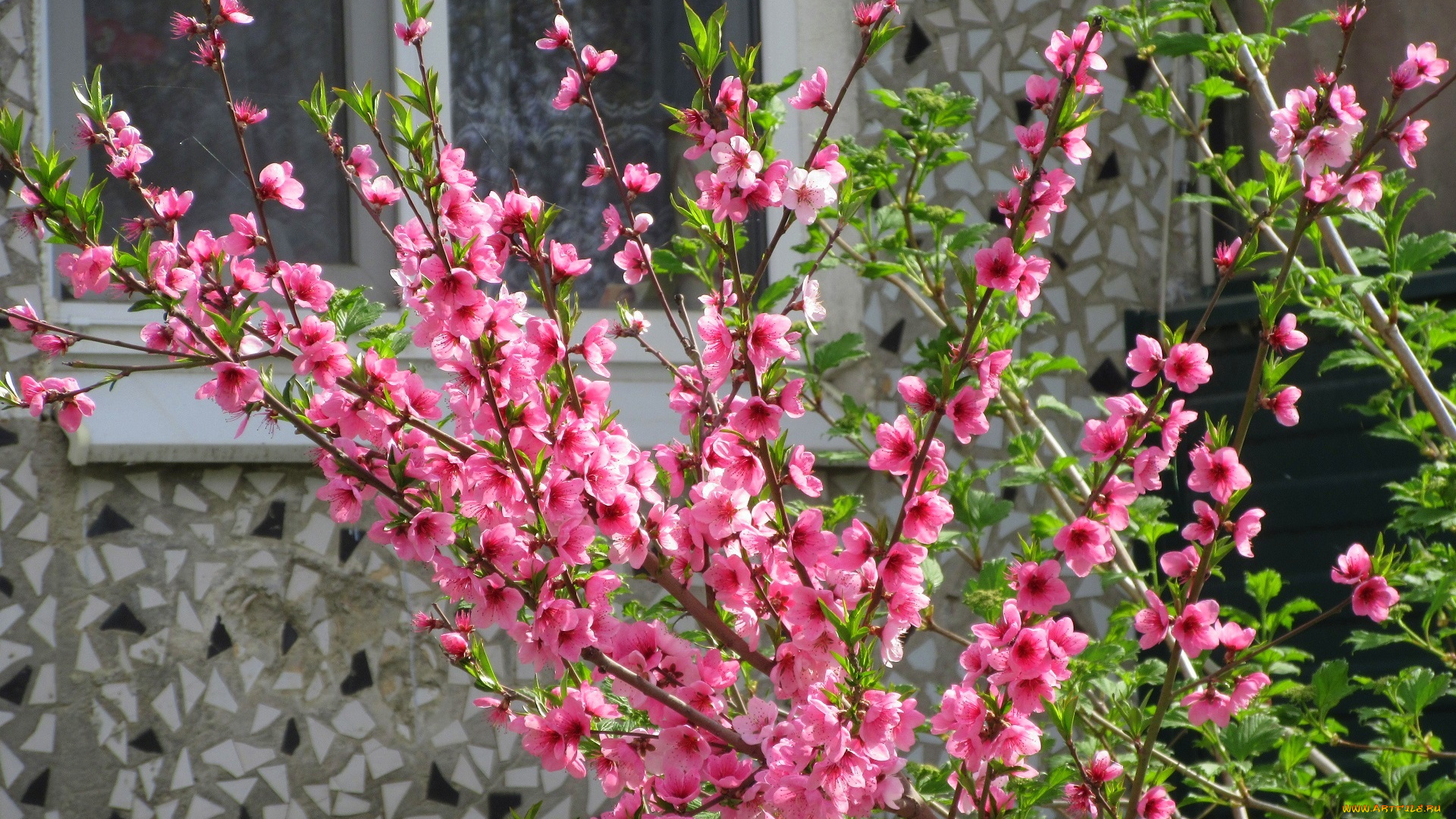 цветы, цветущие, деревья, , , кустарники, весна, 2018, апрель